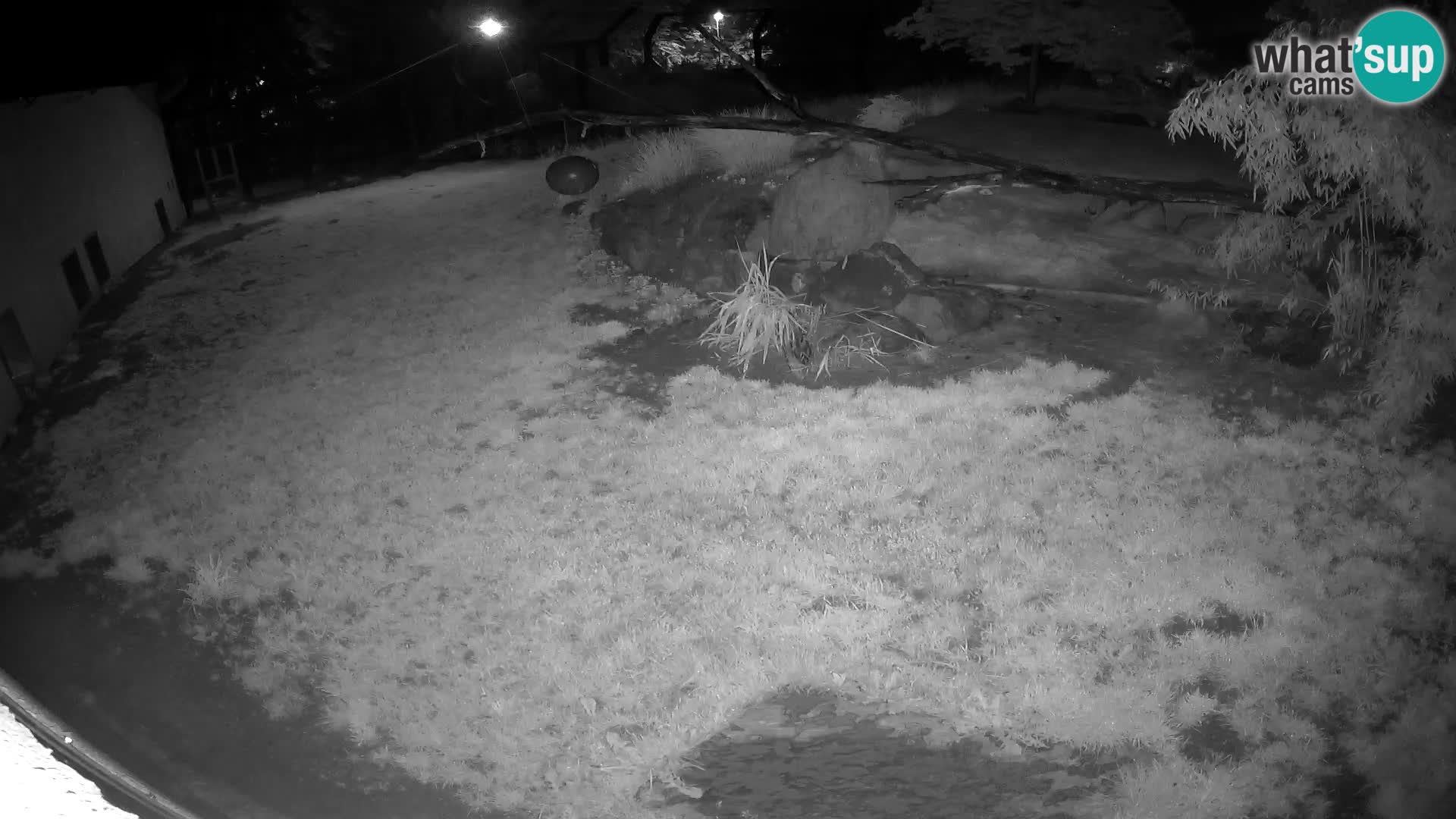 LION live Webcam in Ljubljana Zoo – Slovenia