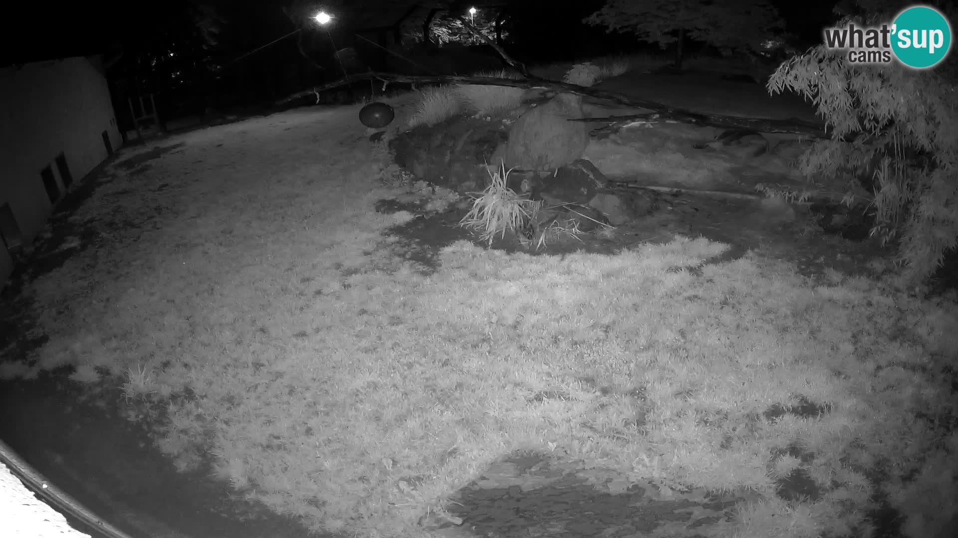 LION live Webcam in Ljubljana Zoo – Slovenia