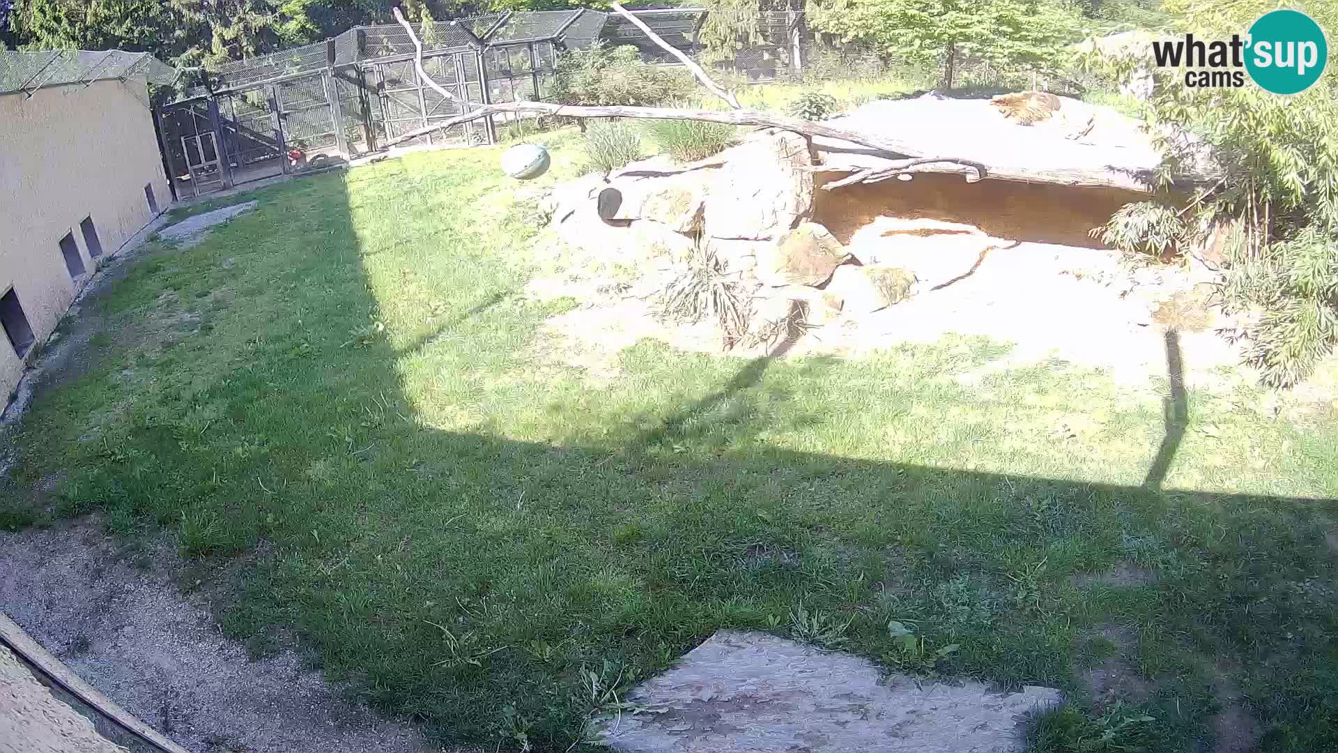 LION live Webcam in Ljubljana Zoo – Slovenia