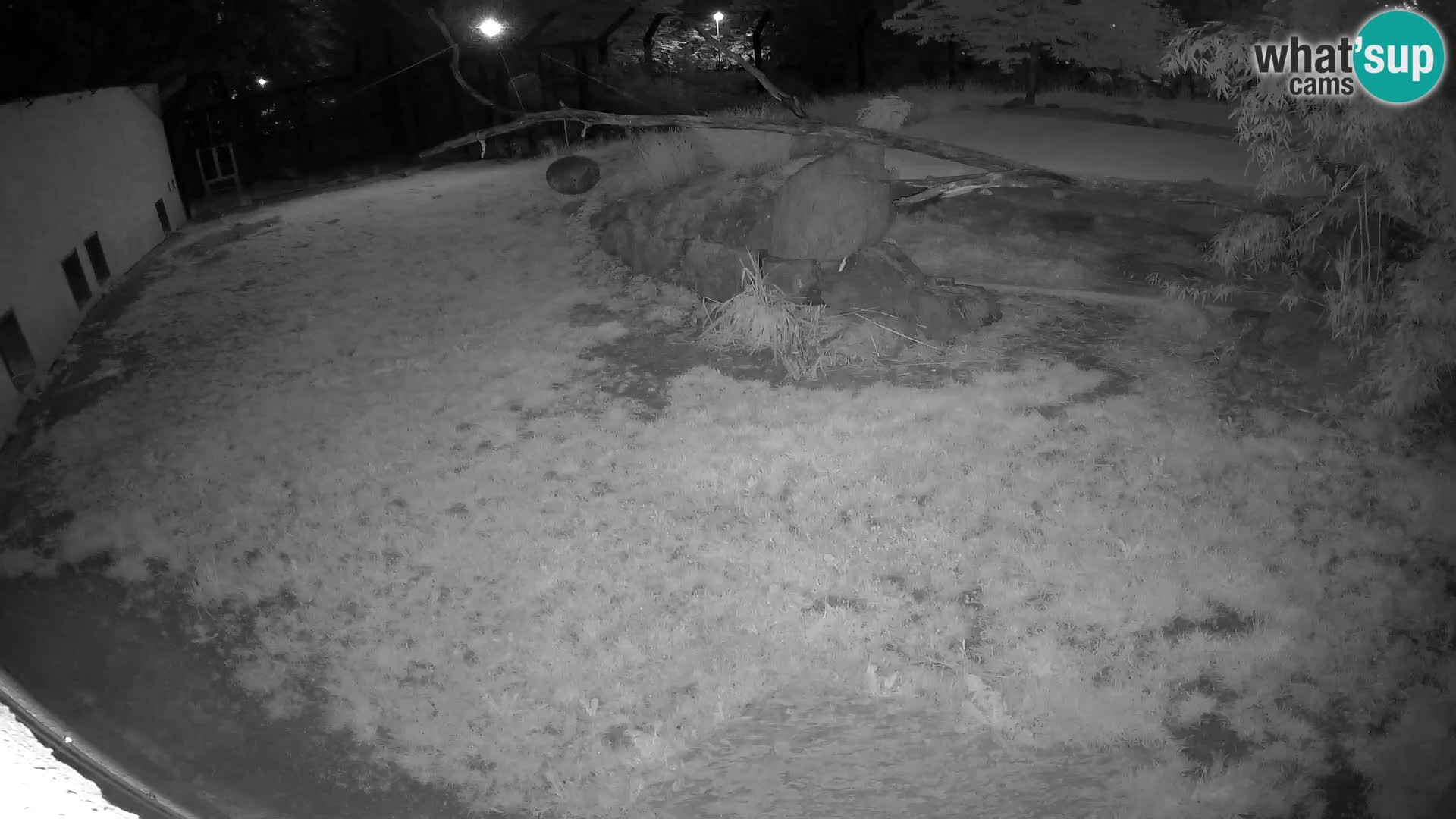 LEONE live Webcam nello zoo di Lubiana – Slovenia