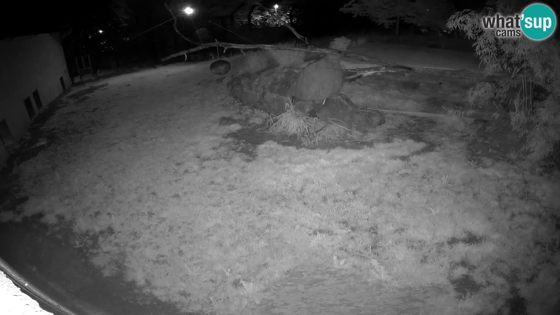 Löwe live Webcam im Zoo von Ljubljana – Slowenien