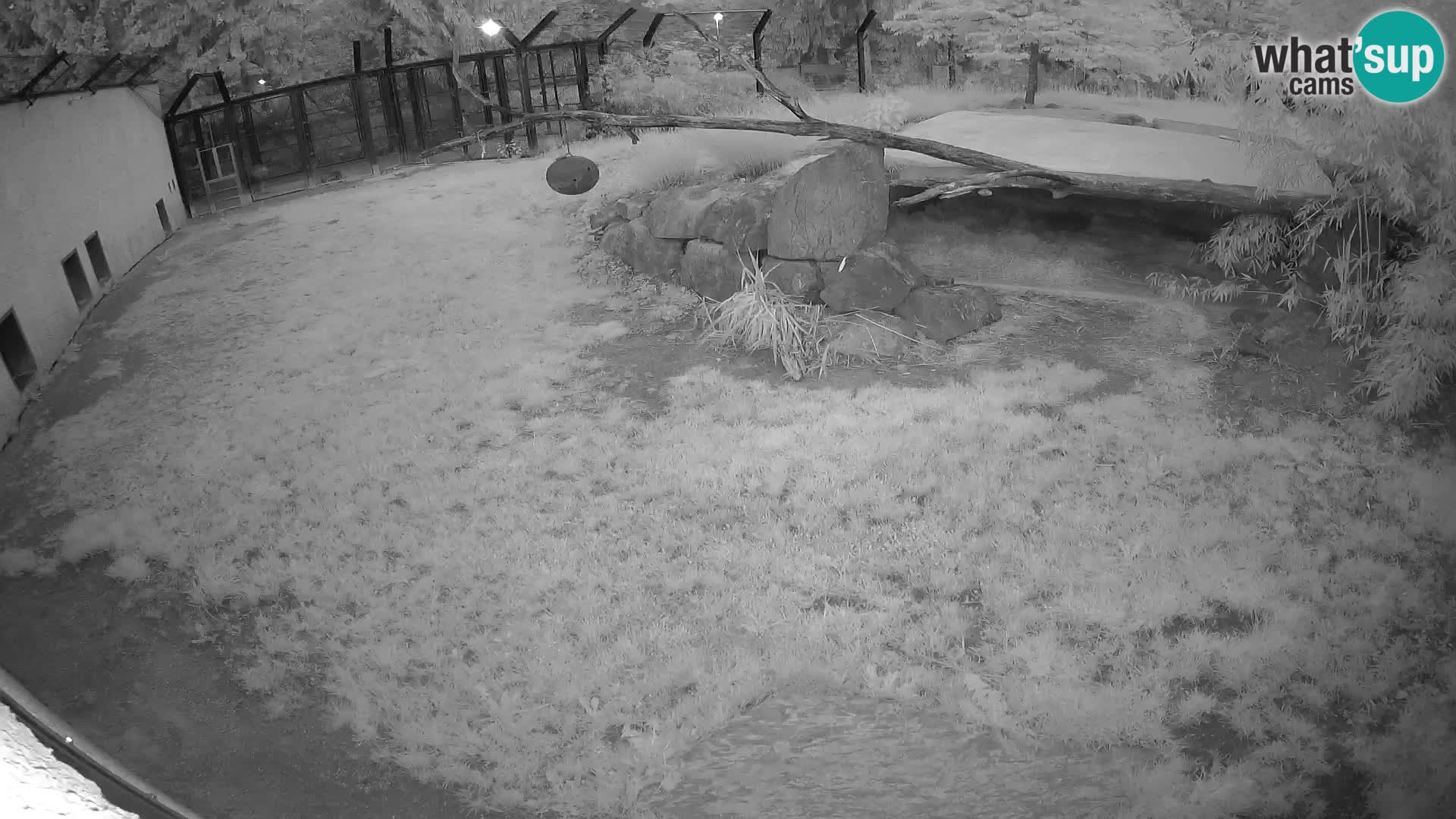 LION webcam en direct du zoo de Ljubljana – Slovénie