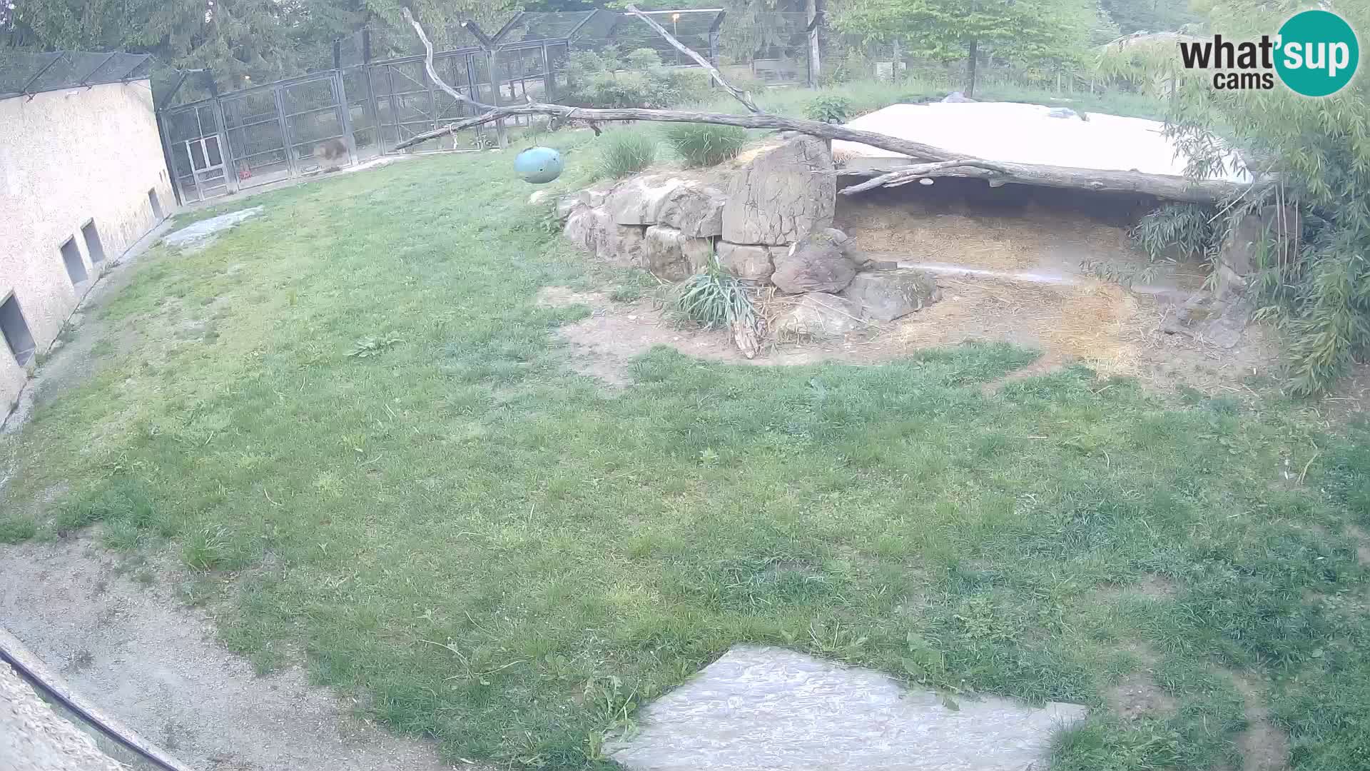 Lavovi web kamera uživo u ljubljanskom zoološkom vrtu – Slovenija