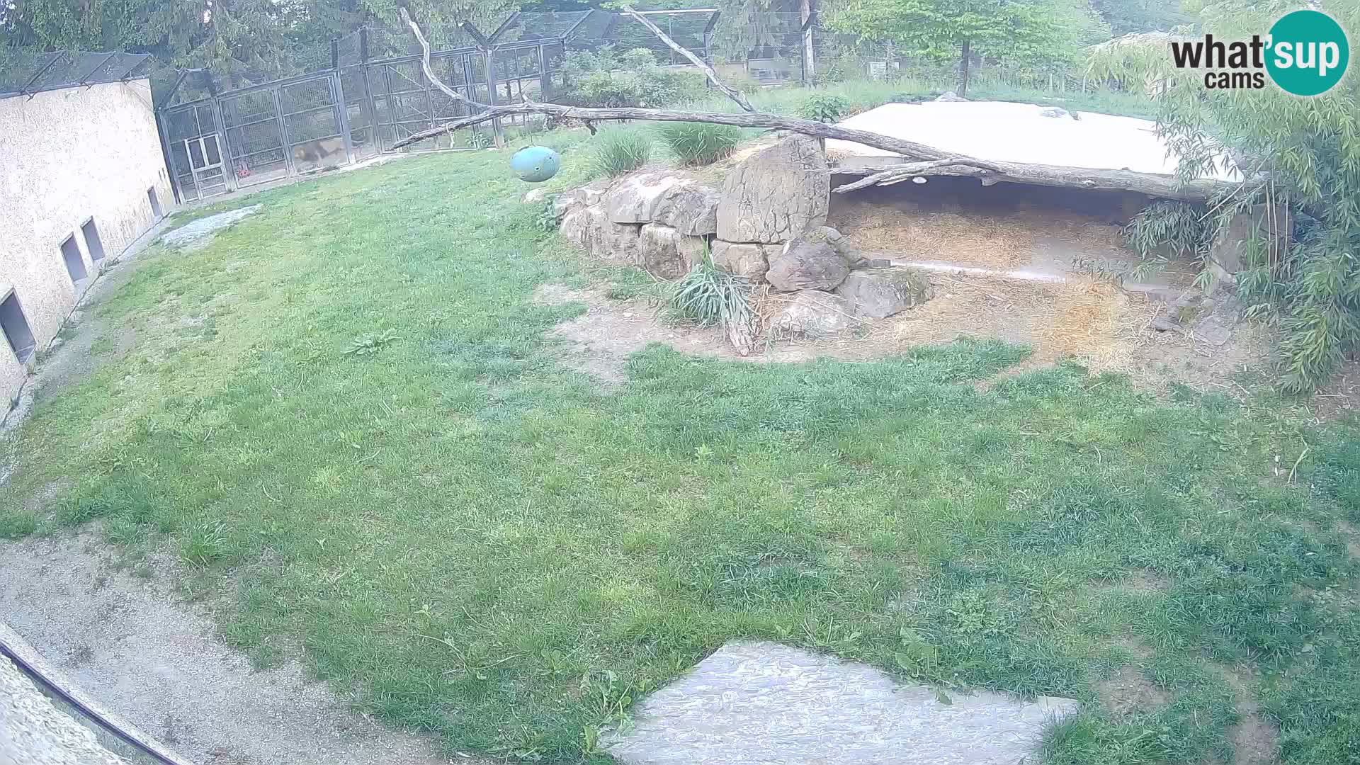 LION live Webcam in Ljubljana Zoo – Slovenia