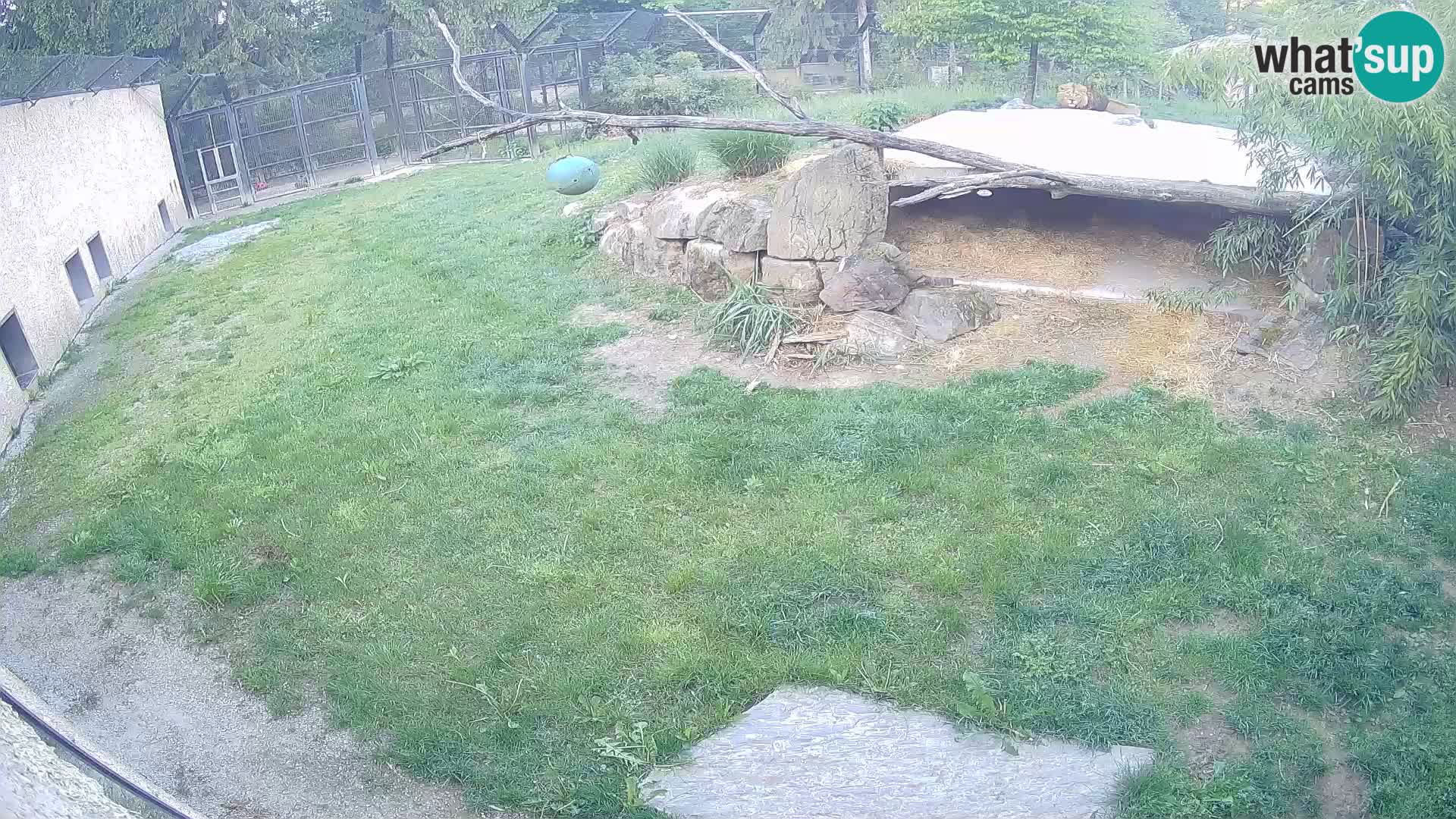 Lavovi web kamera uživo u ljubljanskom zoološkom vrtu – Slovenija