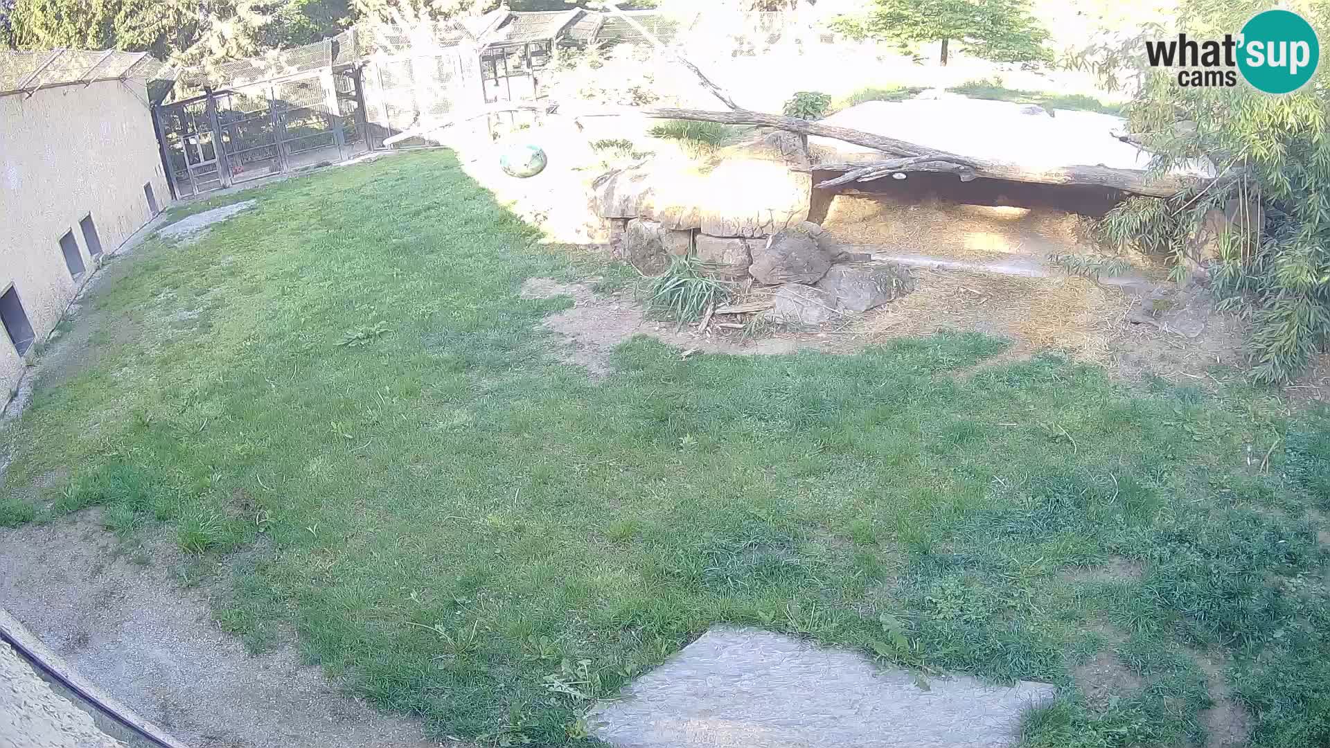 LEON Webcam en vivo en Ljubljana Zoo – Eslovenia