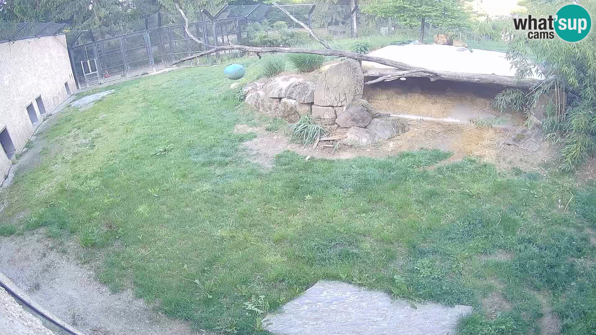 LEVI spletna kamera v živalskem vrtu Ljubljana Zoo