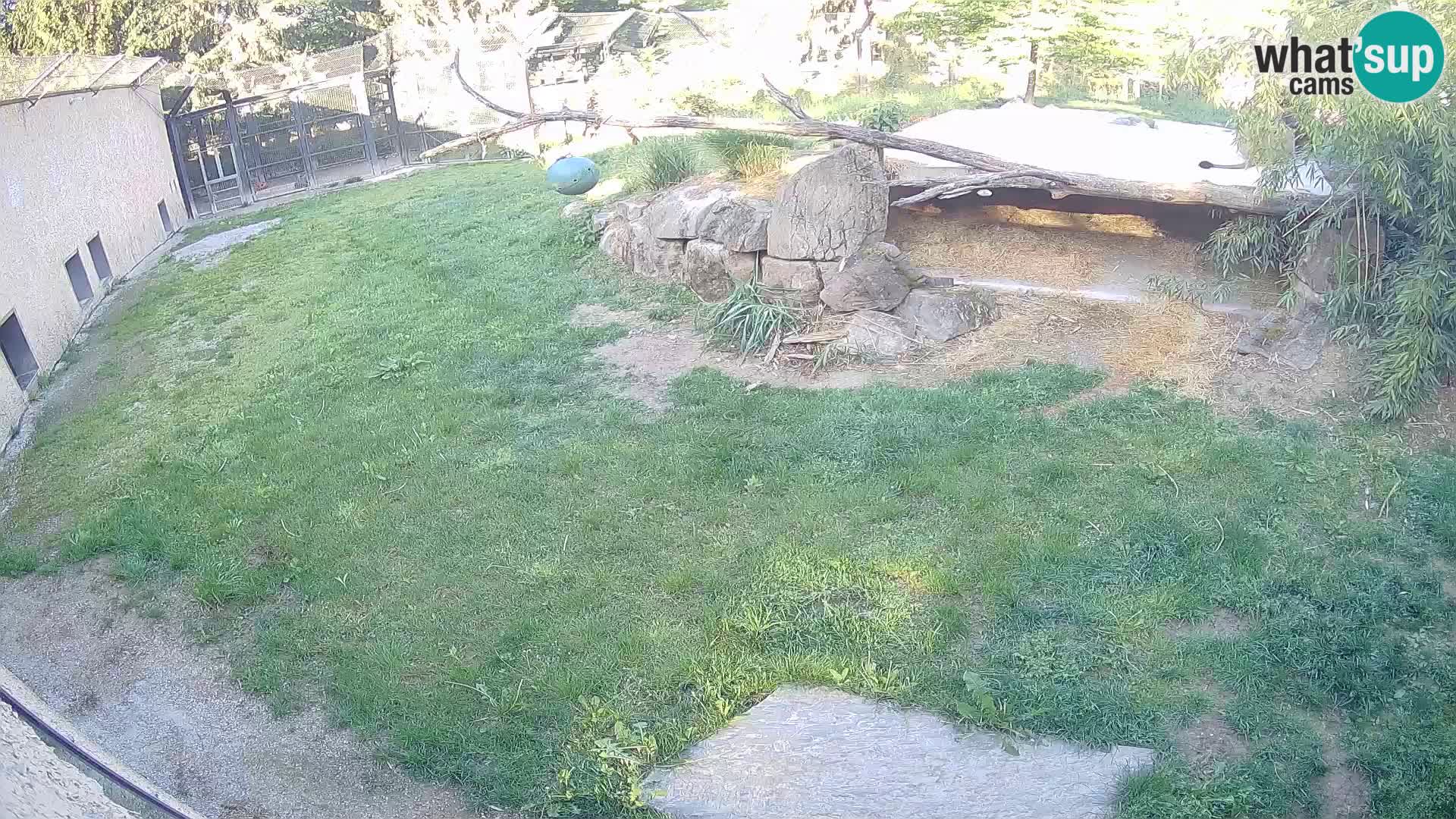 LION live Webcam in Ljubljana Zoo – Slovenia