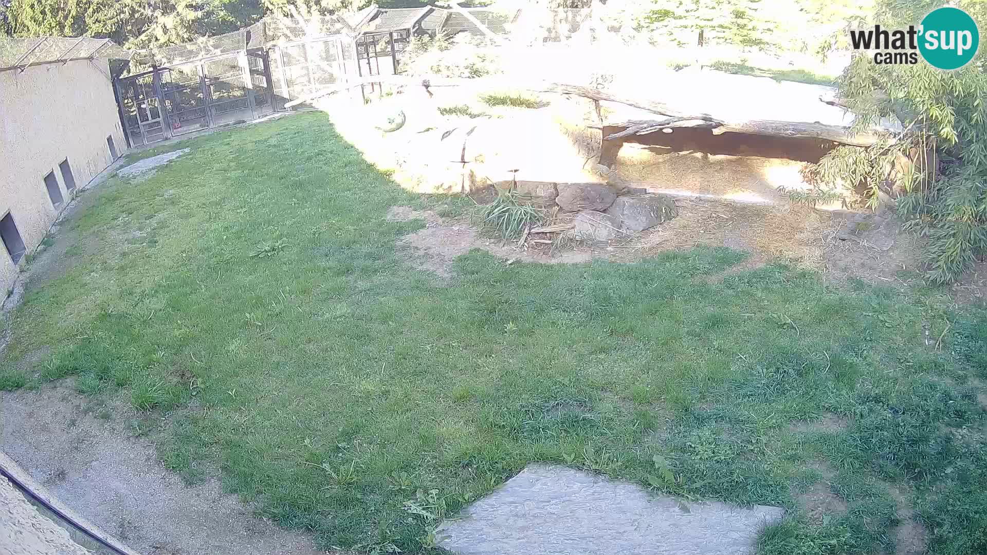 Löwe live Webcam im Zoo von Ljubljana – Slowenien