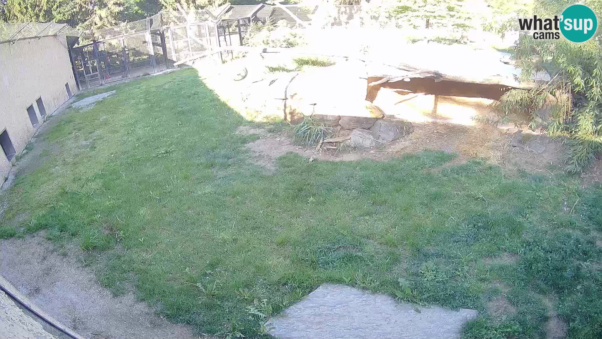 LION webcam en direct du zoo de Ljubljana – Slovénie