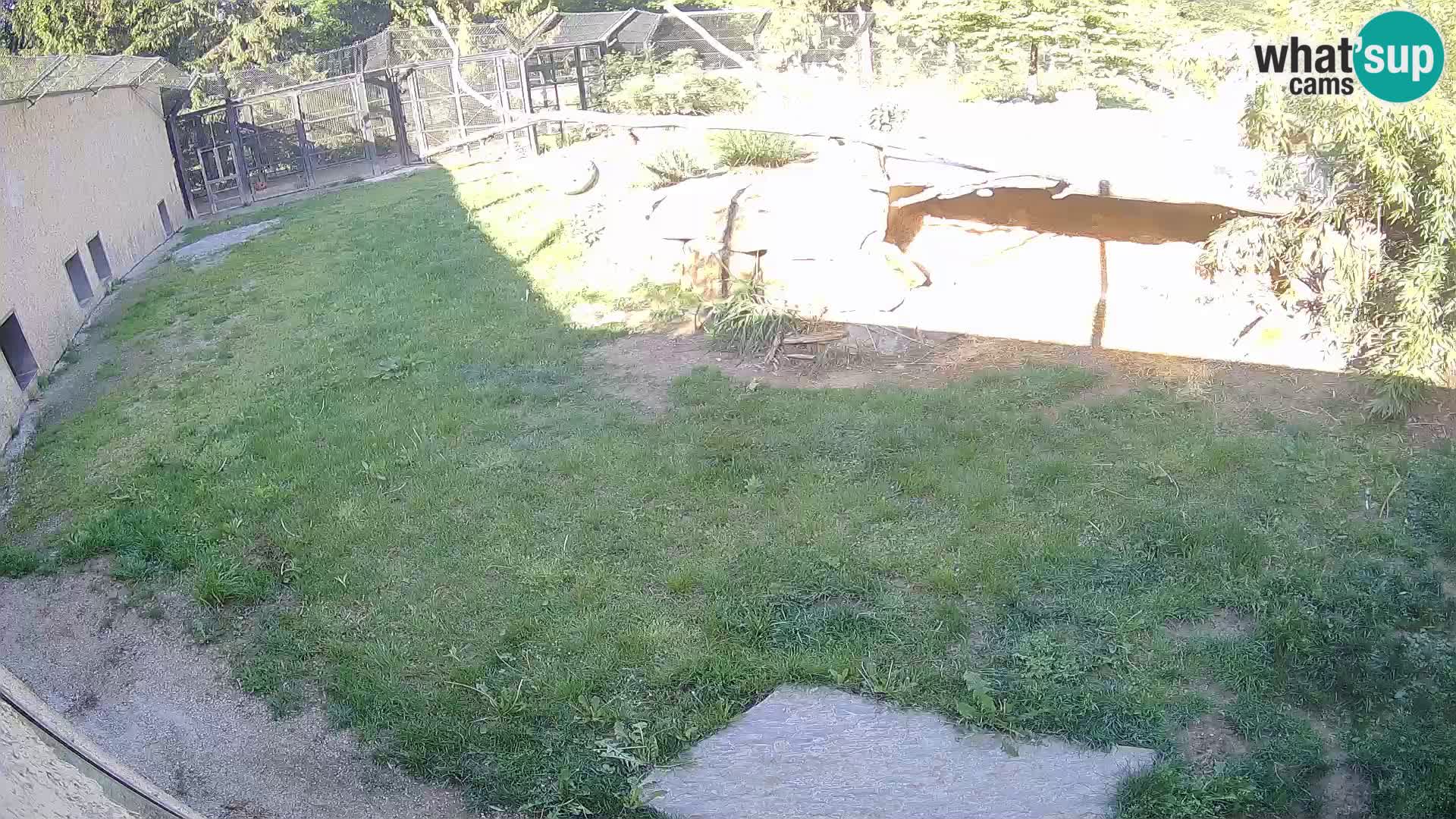LEONE live Webcam nello zoo di Lubiana – Slovenia