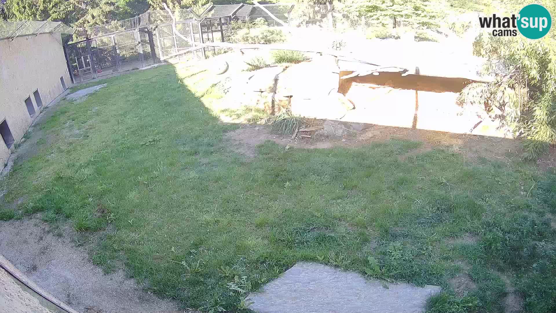 LION live Webcam in Ljubljana Zoo – Slovenia