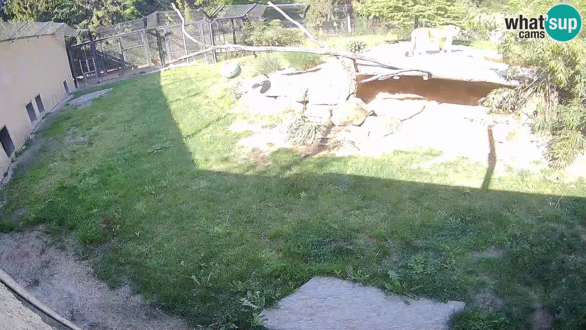 LION webcam en direct du zoo de Ljubljana – Slovénie