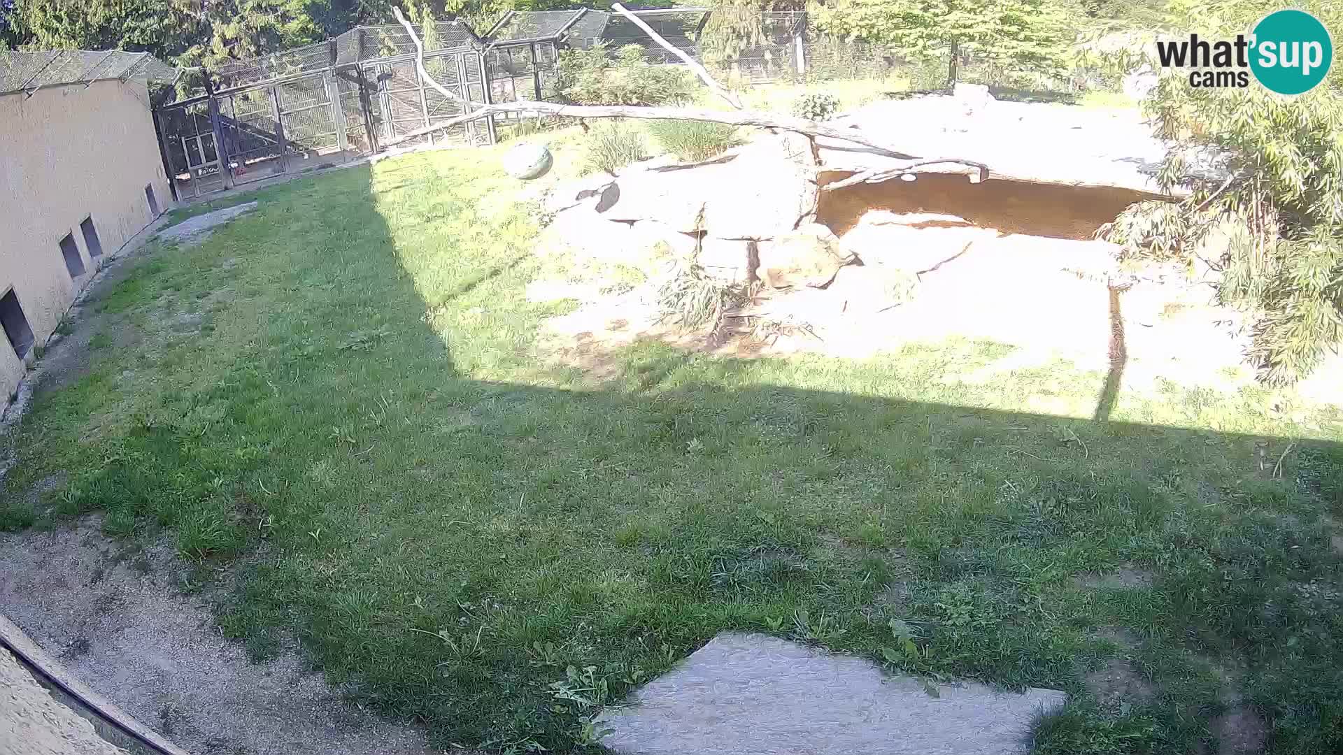 LION webcam en direct du zoo de Ljubljana – Slovénie