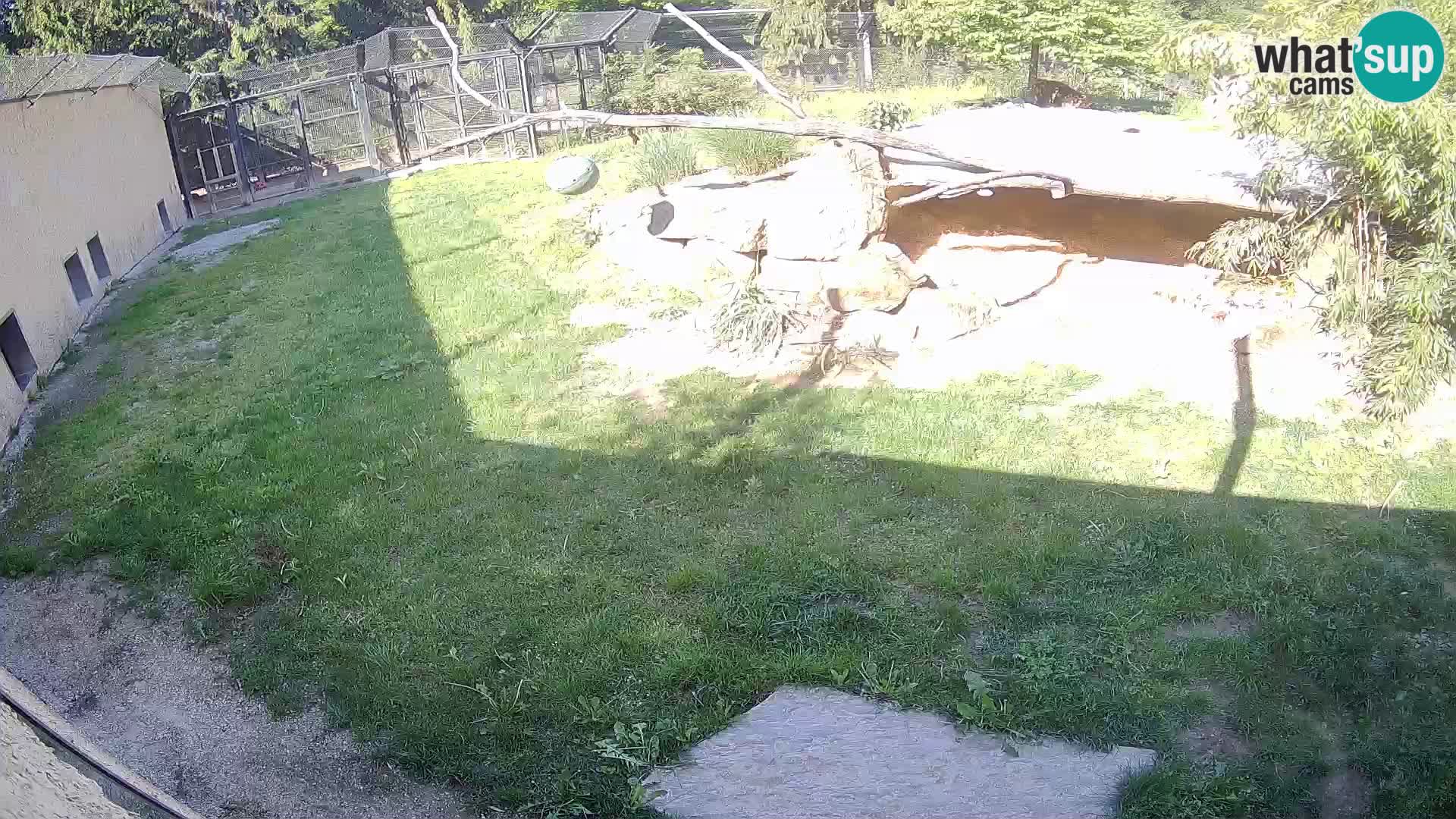 Lavovi web kamera uživo u ljubljanskom zoološkom vrtu – Slovenija