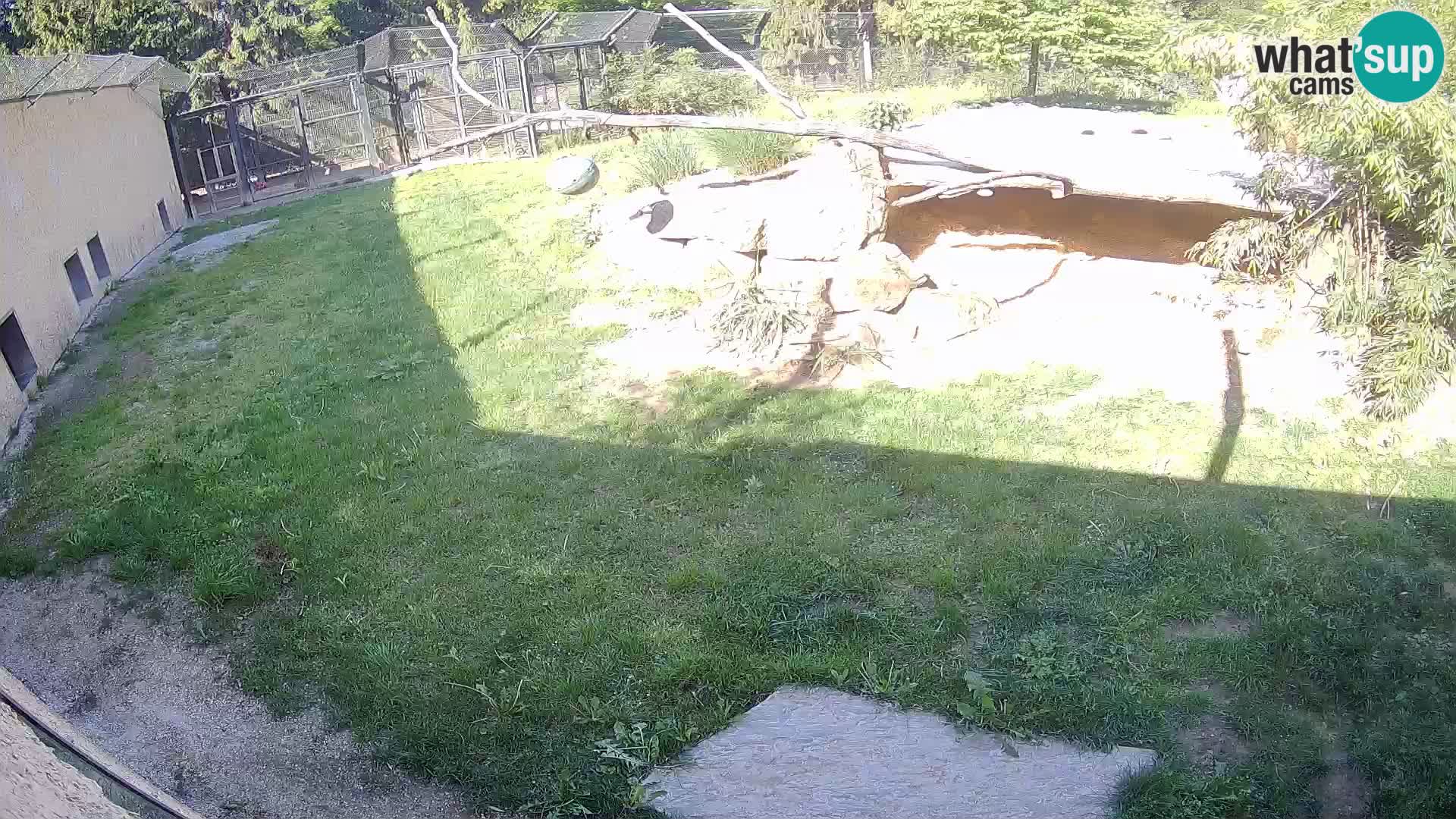 LION live Webcam in Ljubljana Zoo – Slovenia