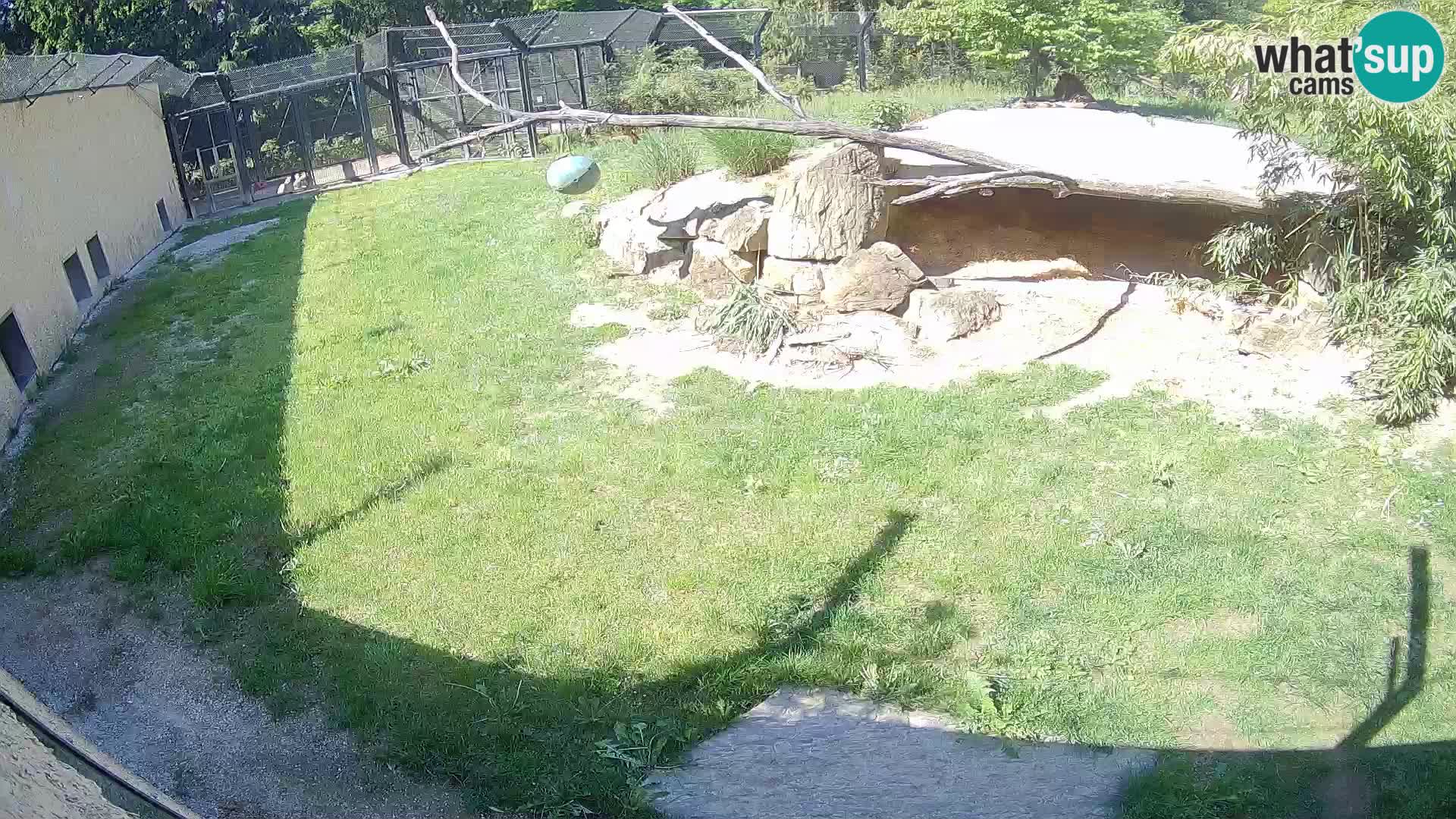 LEON Webcam en vivo en Ljubljana Zoo – Eslovenia