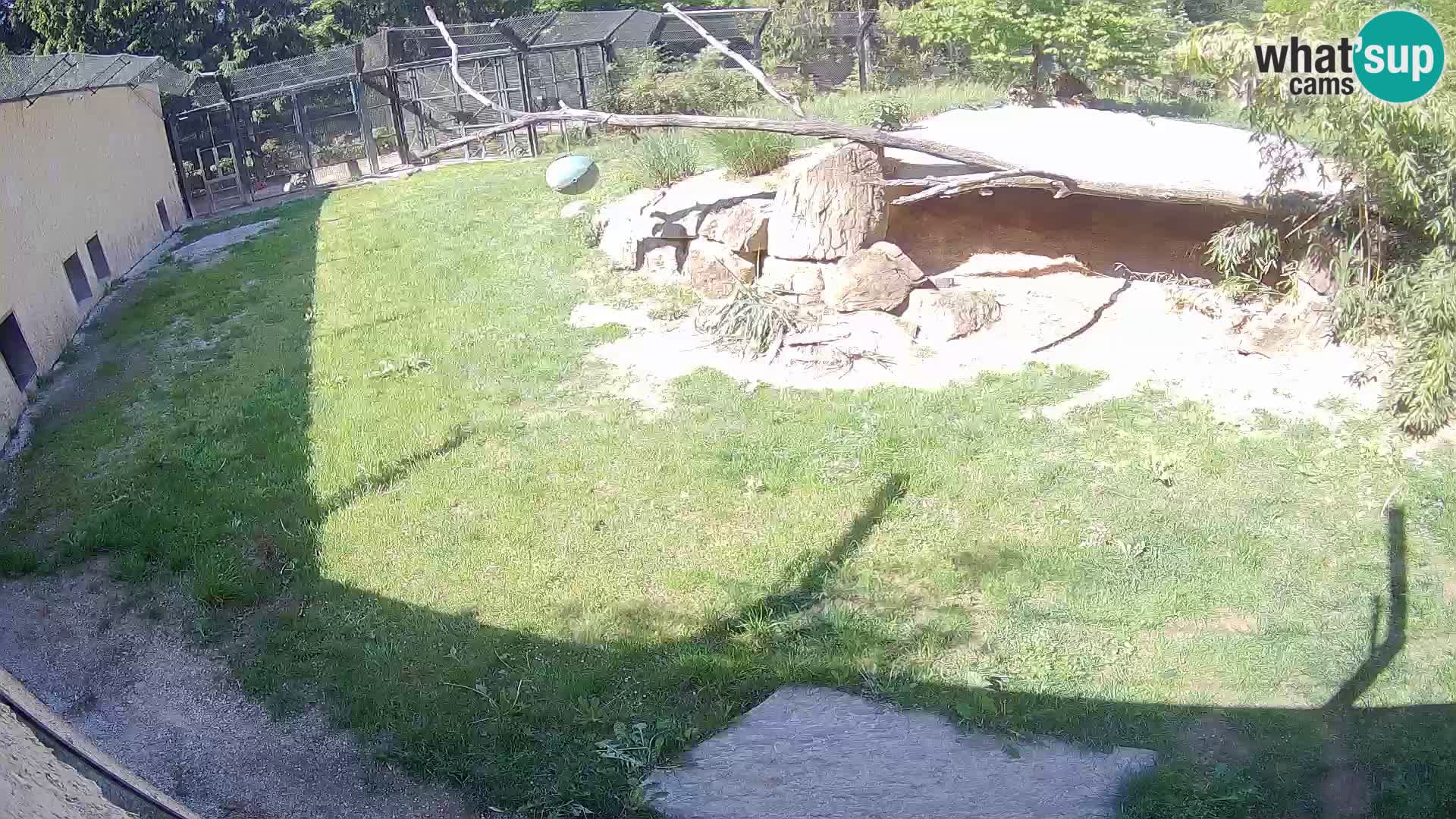 LEVI spletna kamera v živalskem vrtu Ljubljana Zoo
