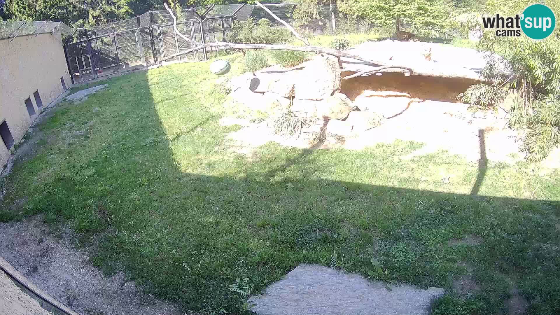 LION live Webcam in Ljubljana Zoo – Slovenia
