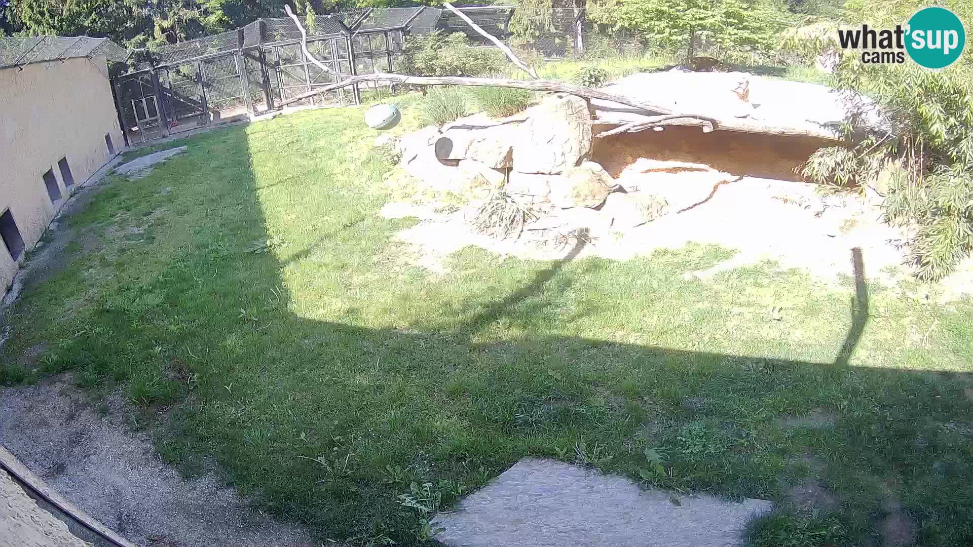 Lavovi web kamera uživo u ljubljanskom zoološkom vrtu – Slovenija