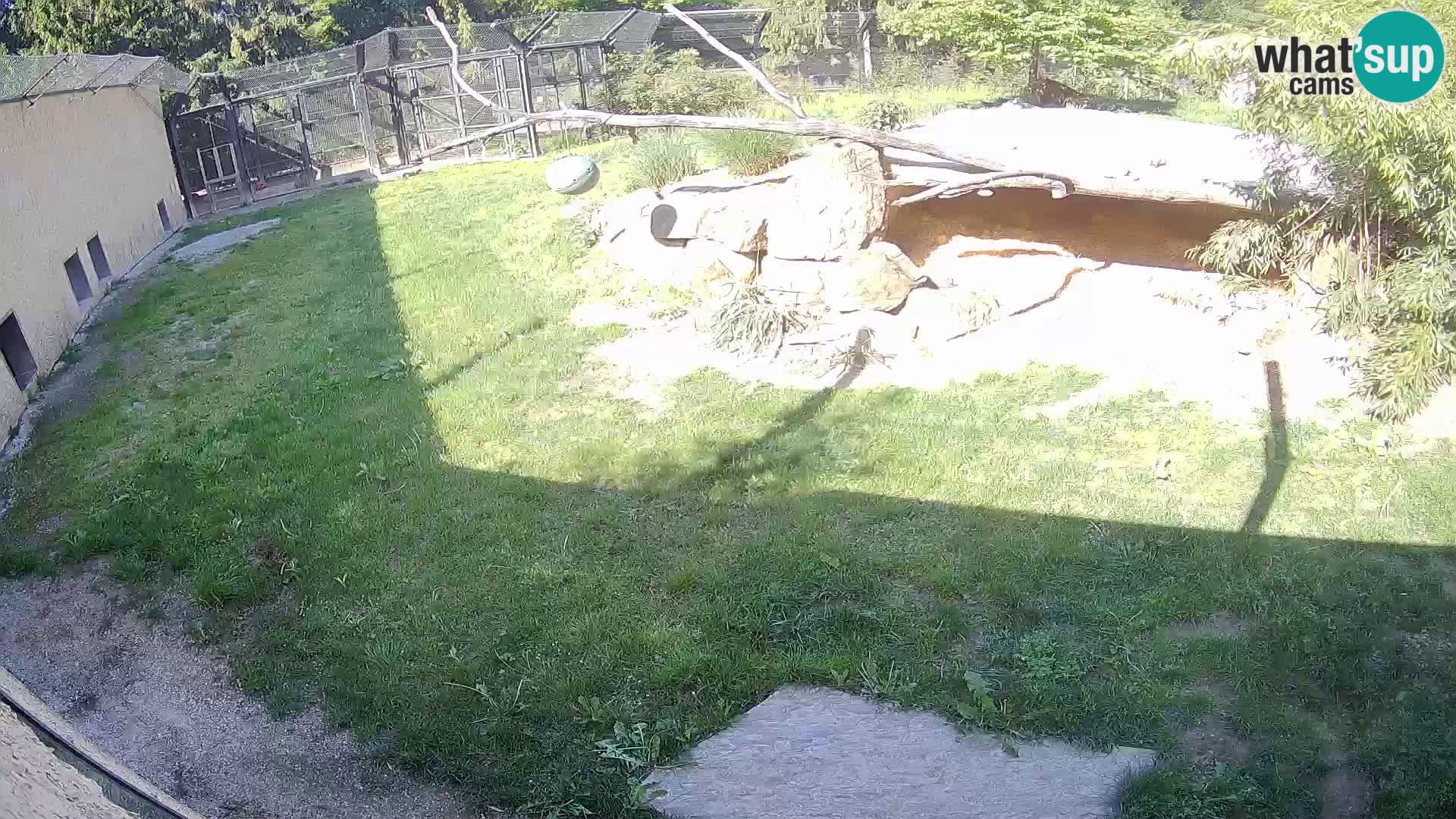 LEVI spletna kamera v živalskem vrtu Ljubljana Zoo