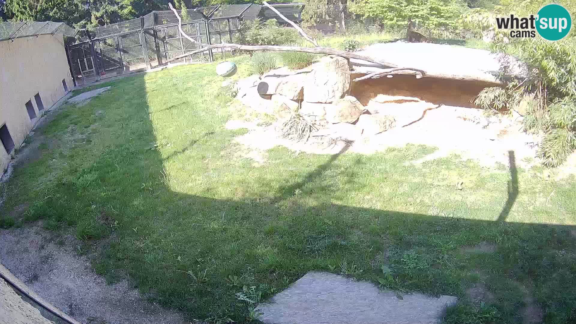 Löwe live Webcam im Zoo von Ljubljana – Slowenien