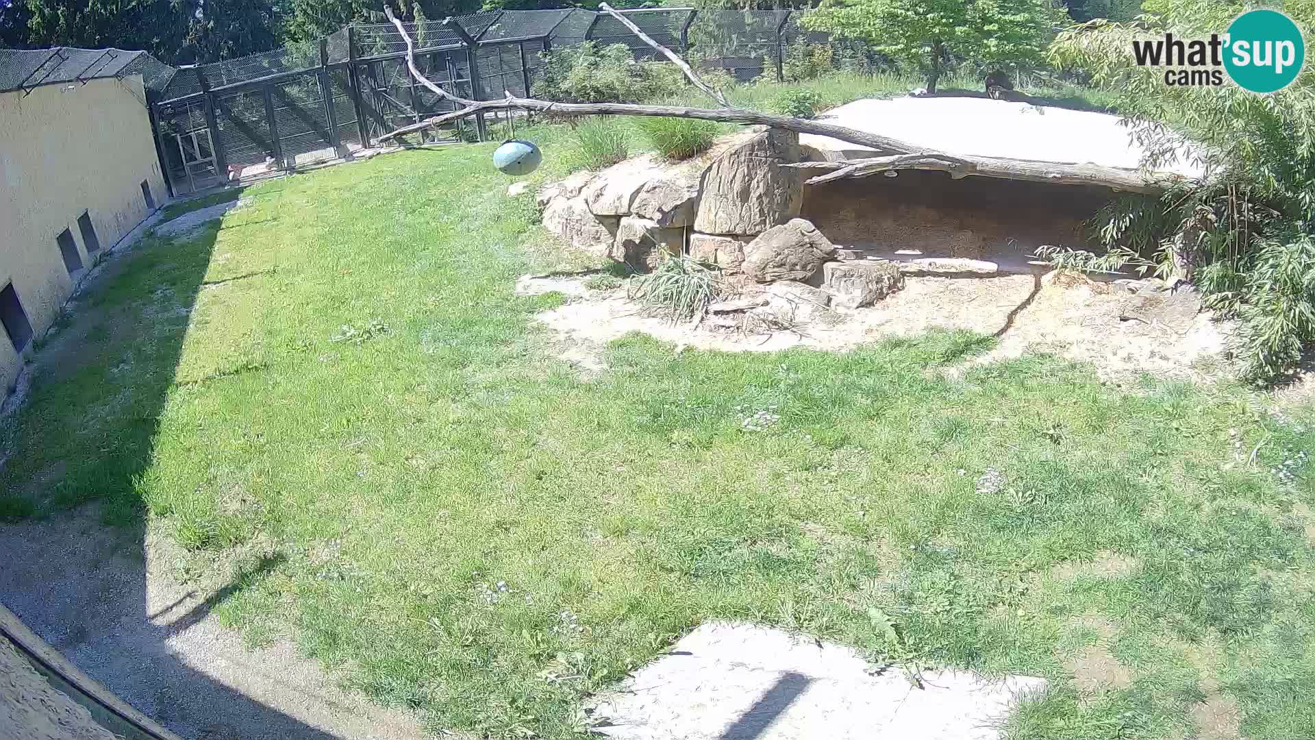 LEVI spletna kamera v živalskem vrtu Ljubljana Zoo