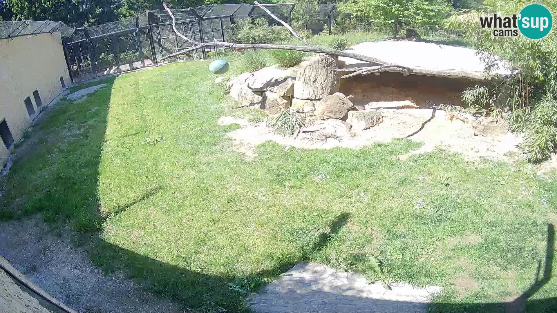 LION webcam en direct du zoo de Ljubljana – Slovénie