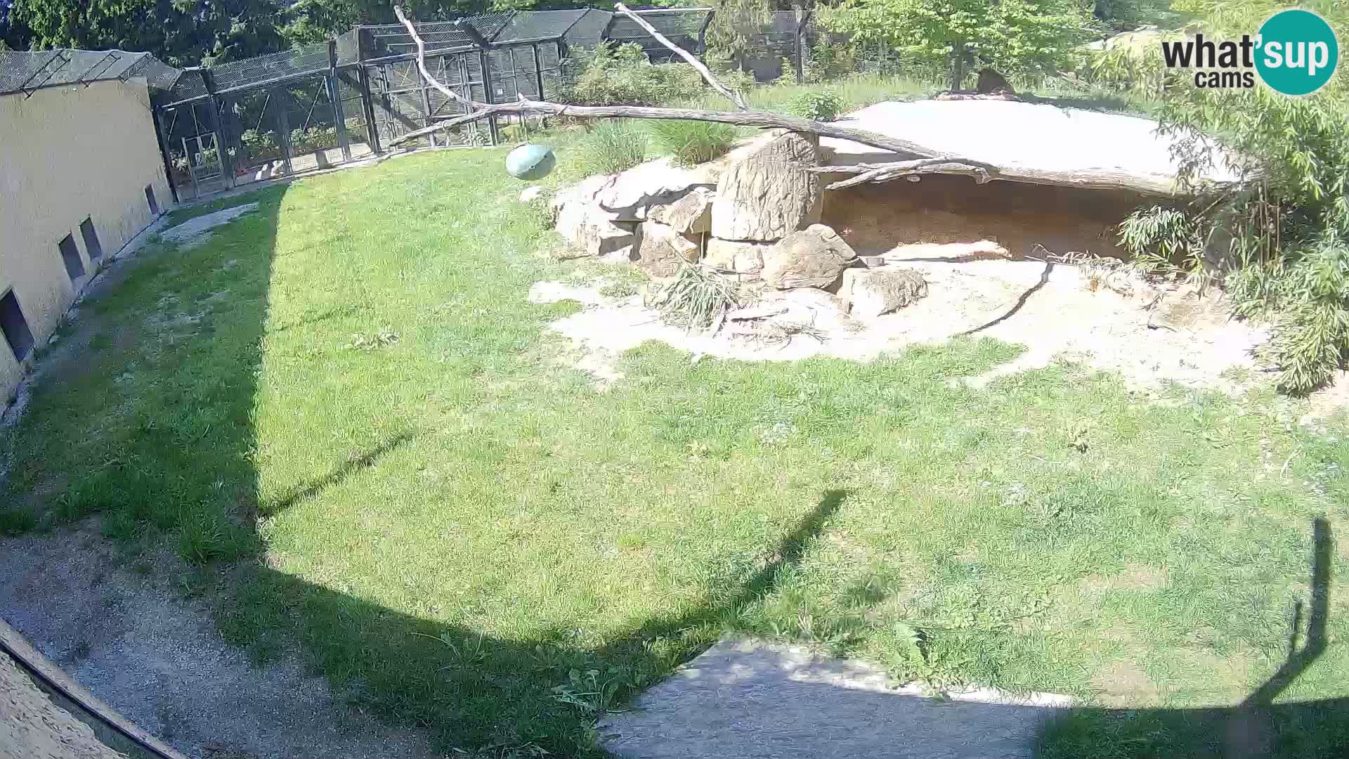 LEONE live Webcam nello zoo di Lubiana – Slovenia