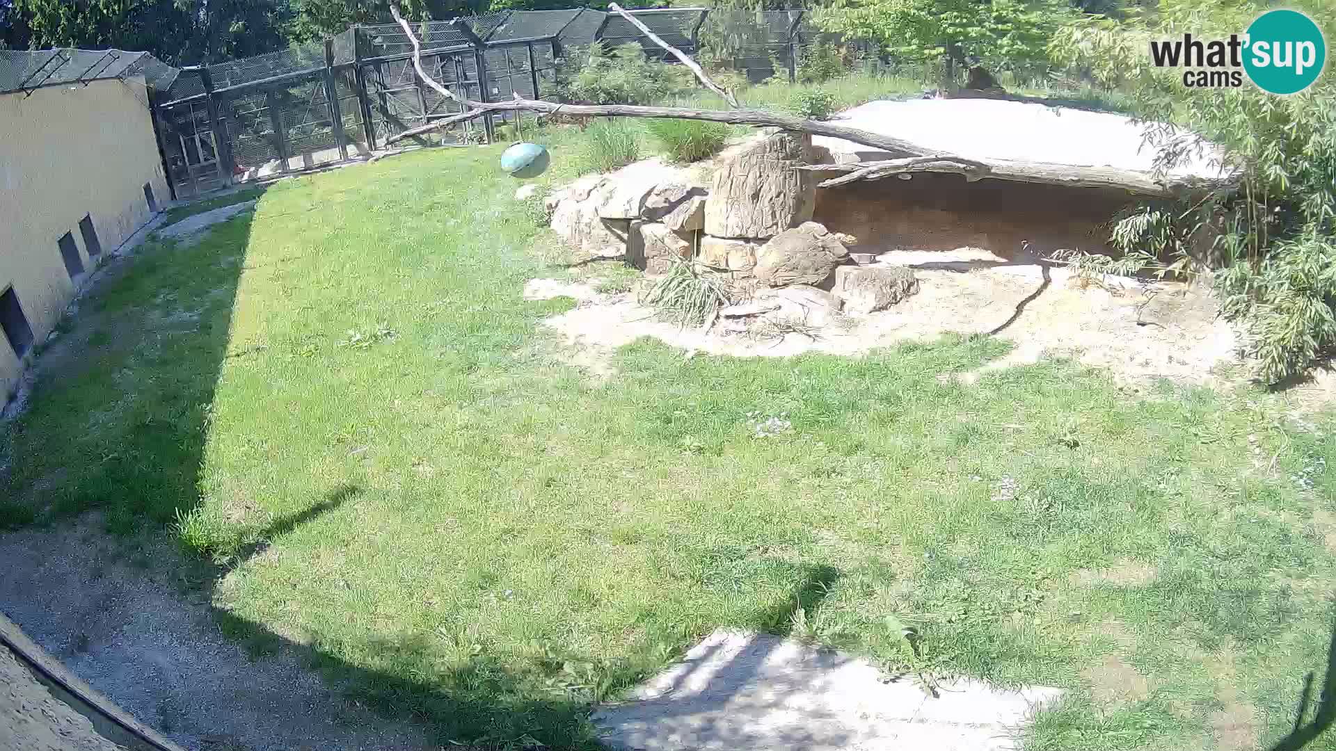 LEVI spletna kamera v živalskem vrtu Ljubljana Zoo