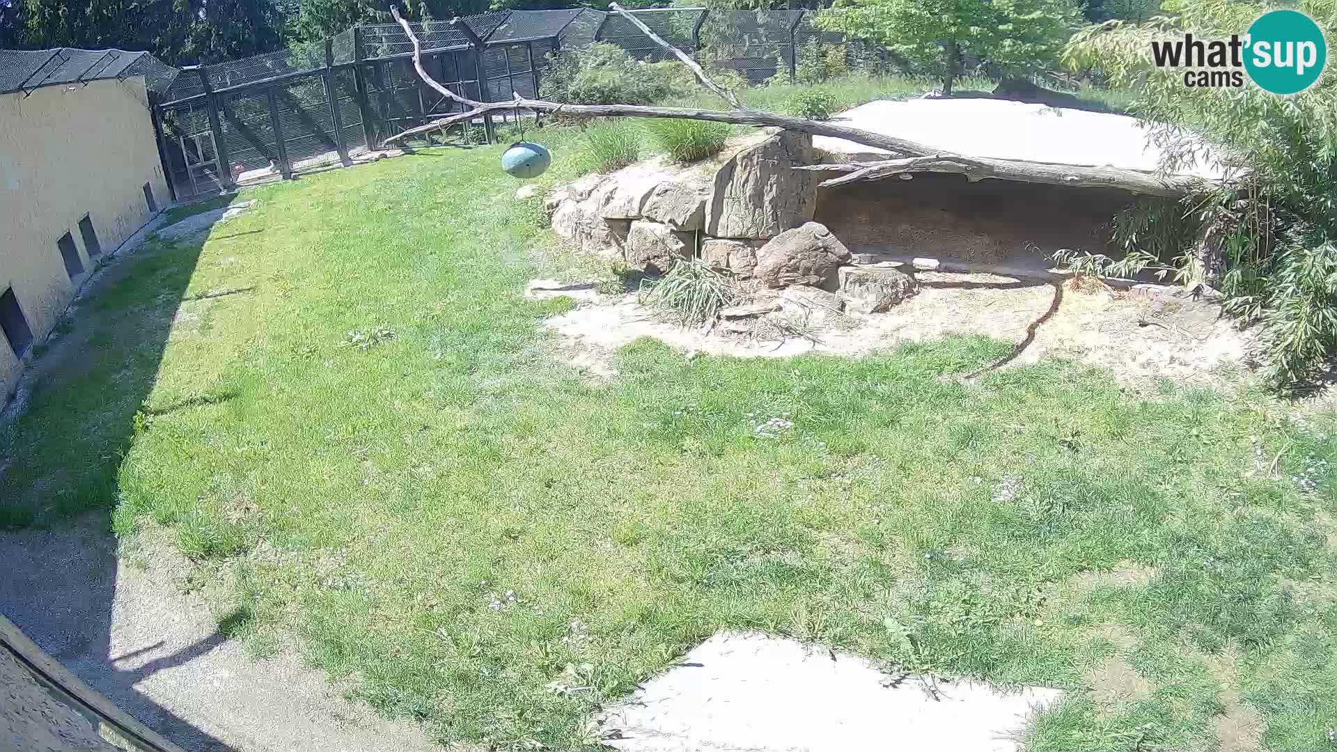 LEON Webcam en vivo en Ljubljana Zoo – Eslovenia
