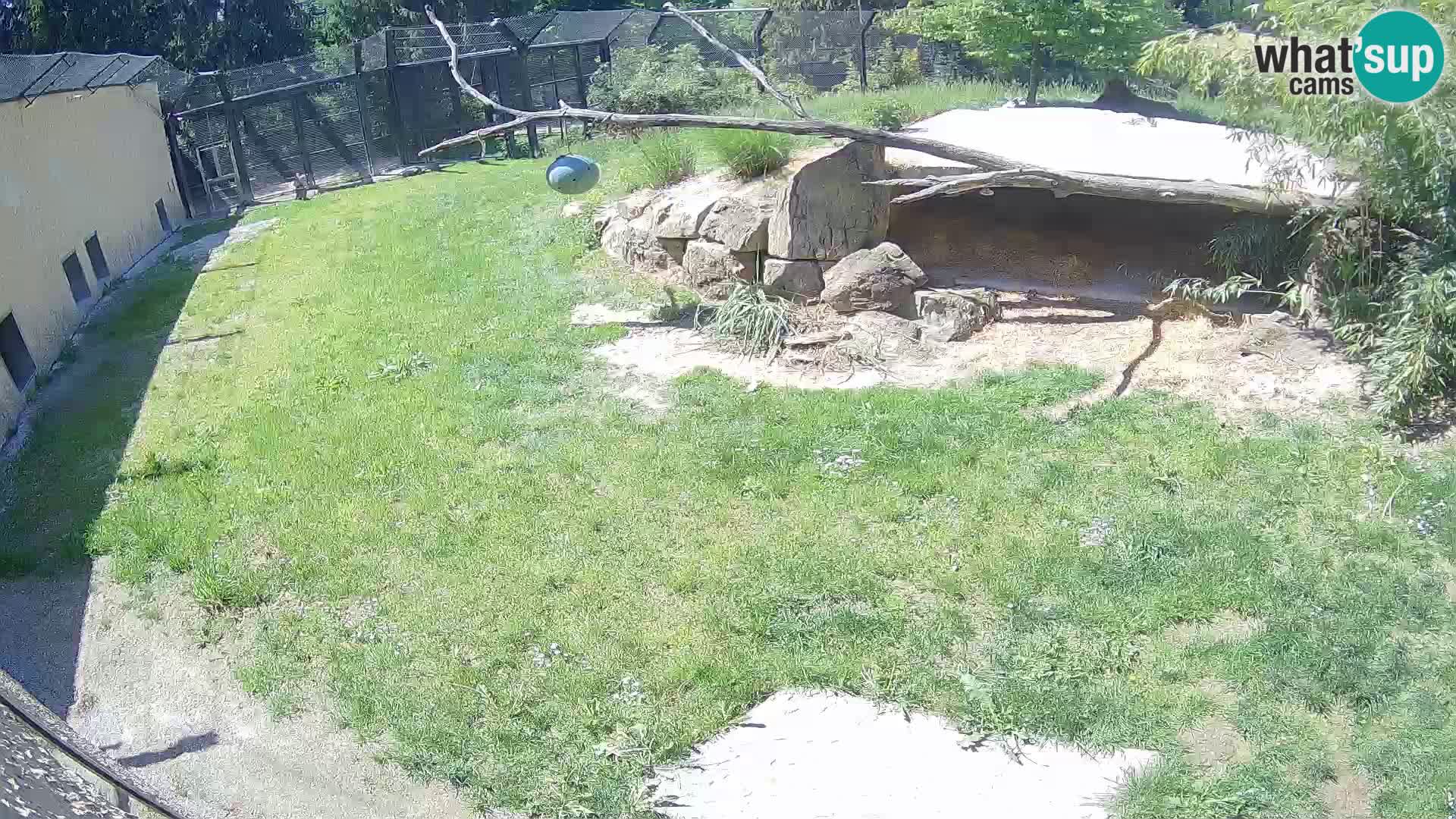 LEONE live Webcam nello zoo di Lubiana – Slovenia