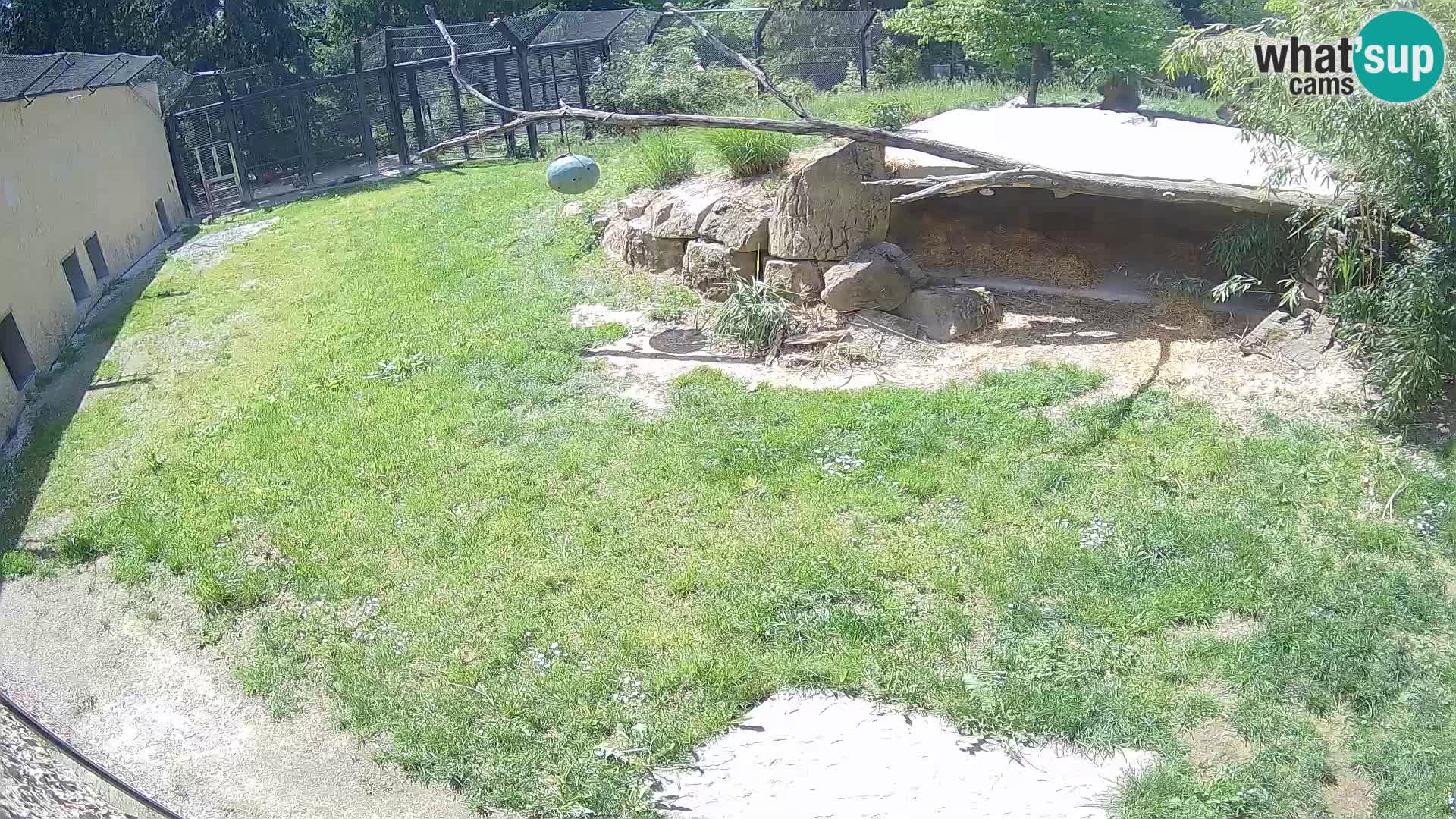 Lavovi web kamera uživo u ljubljanskom zoološkom vrtu – Slovenija