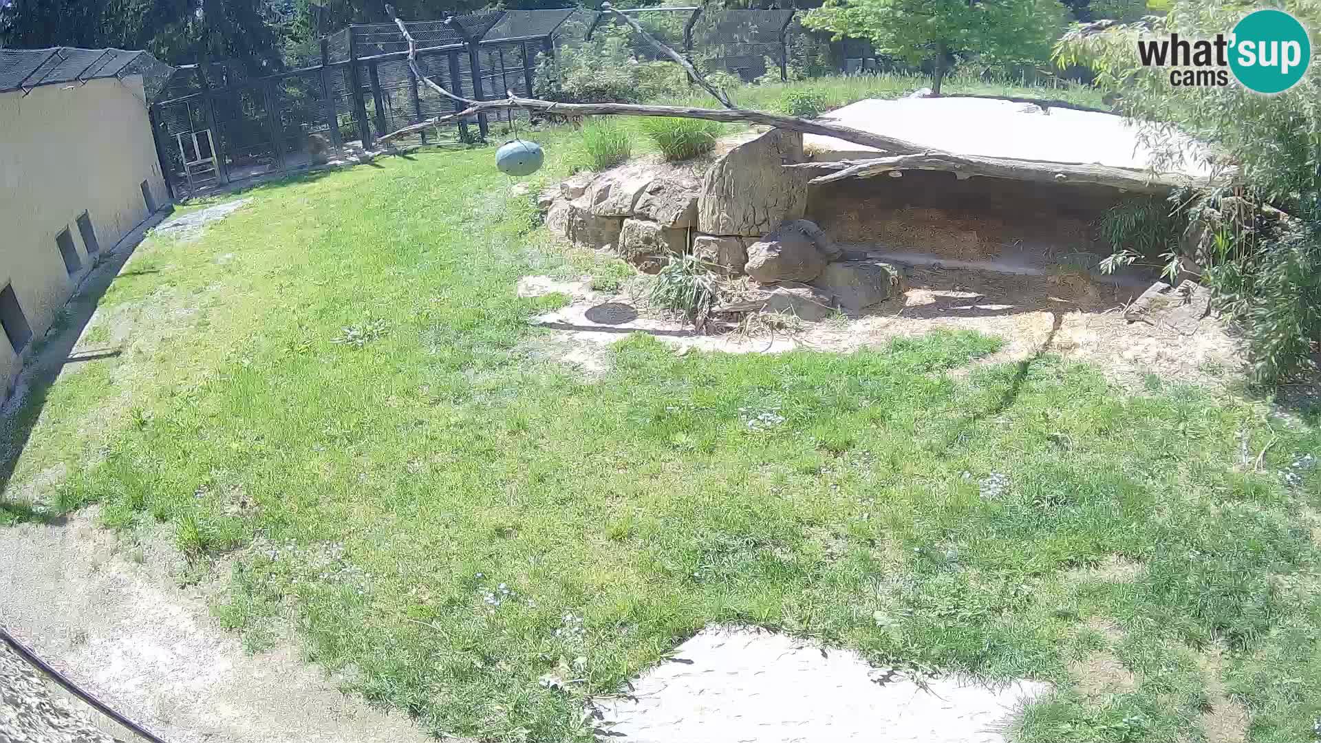 Lavovi web kamera uživo u ljubljanskom zoološkom vrtu – Slovenija
