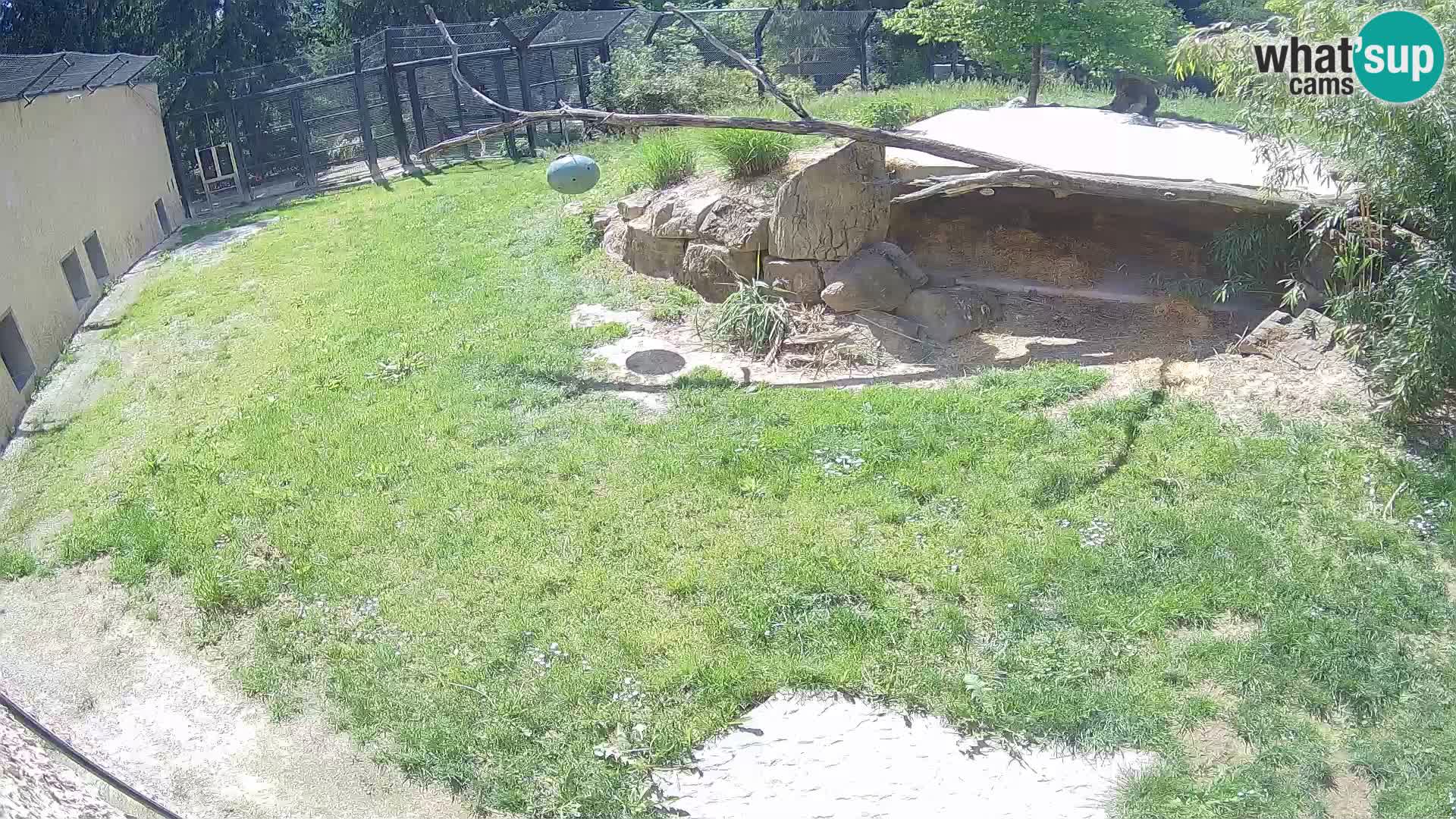 Lavovi web kamera uživo u ljubljanskom zoološkom vrtu – Slovenija