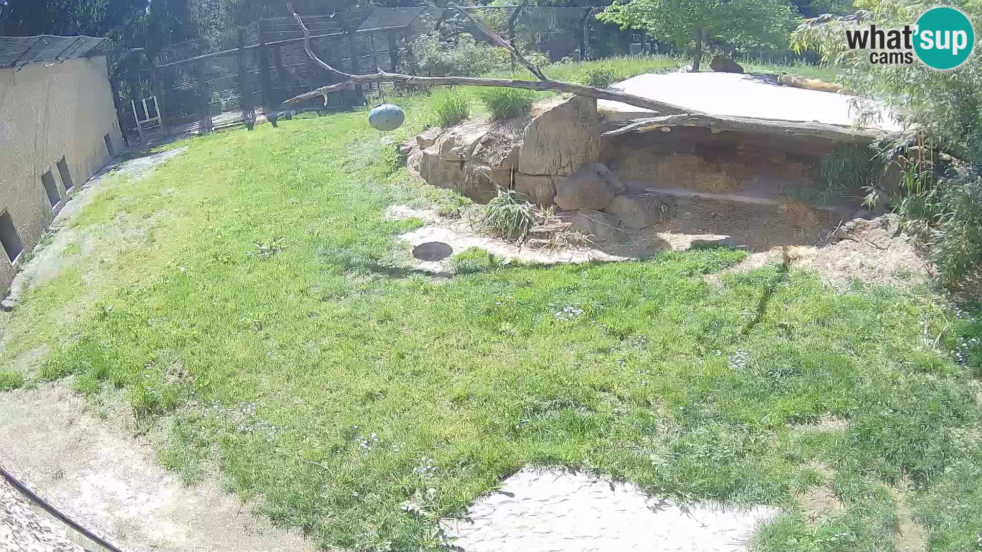 LEON Webcam en vivo en Ljubljana Zoo – Eslovenia