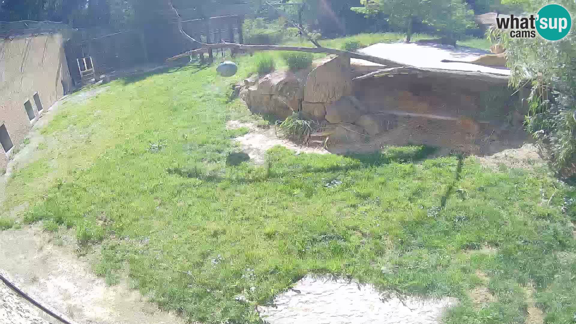 LEON Webcam en vivo en Ljubljana Zoo – Eslovenia