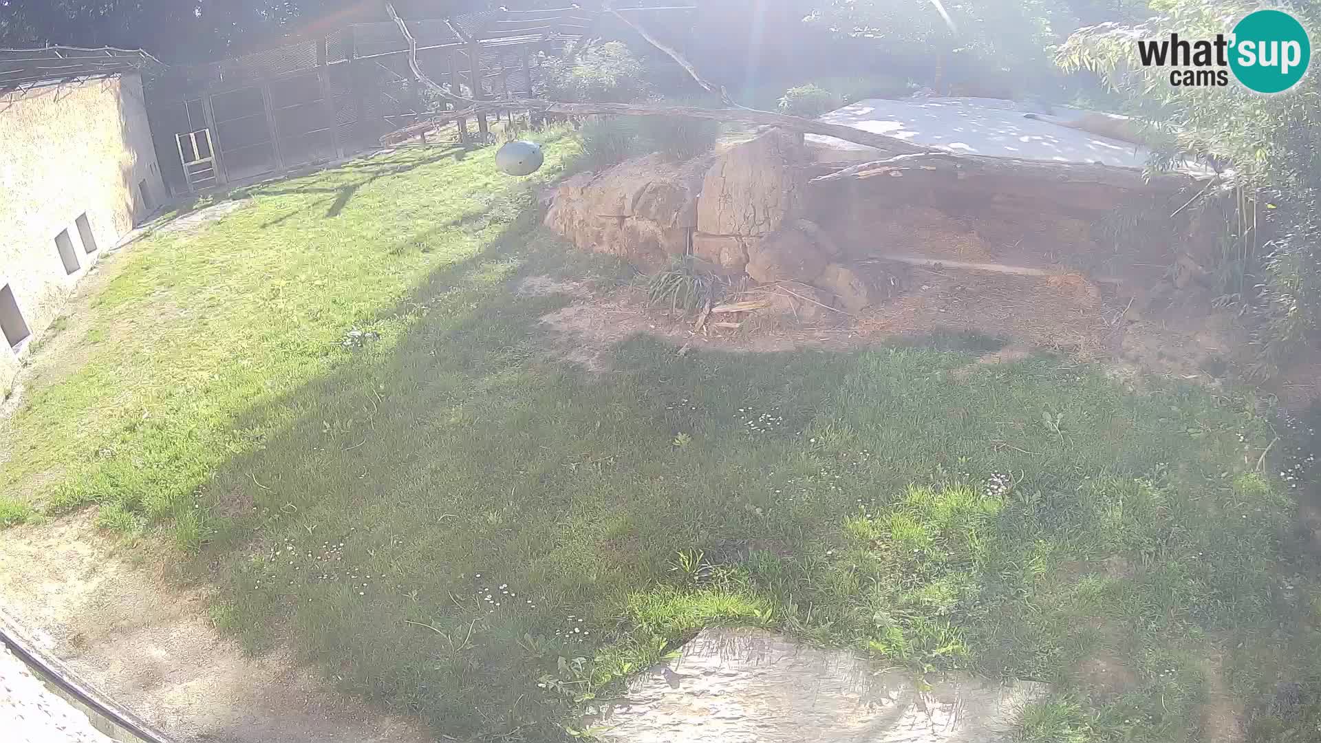 LION live Webcam in Ljubljana Zoo – Slovenia