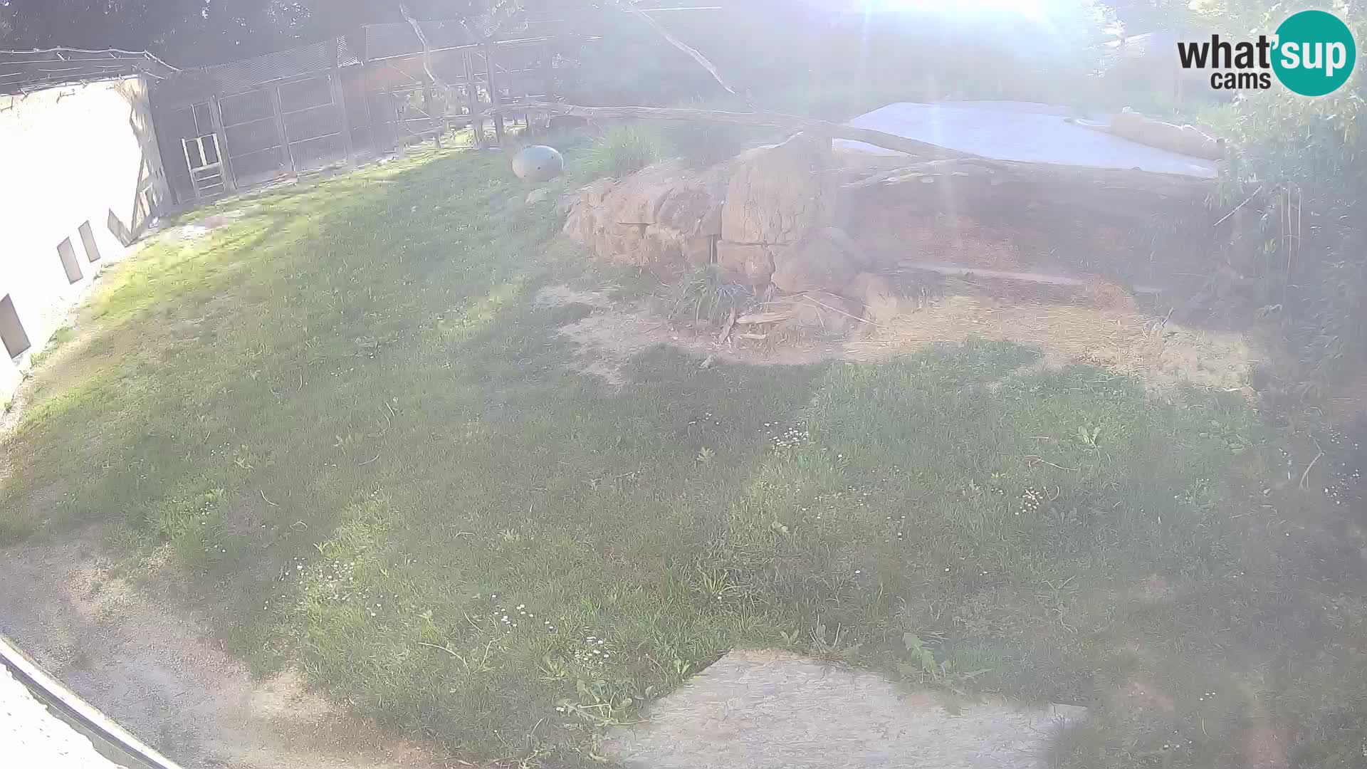 LEONE live Webcam nello zoo di Lubiana – Slovenia
