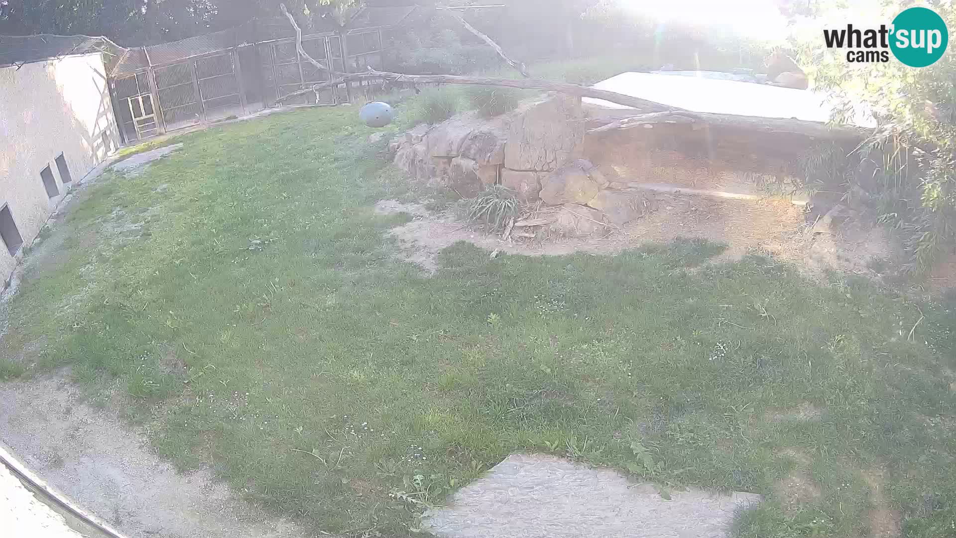 LION webcam en direct du zoo de Ljubljana – Slovénie