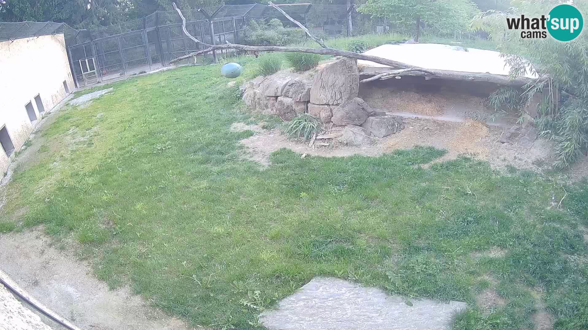 LEVI spletna kamera v živalskem vrtu Ljubljana Zoo