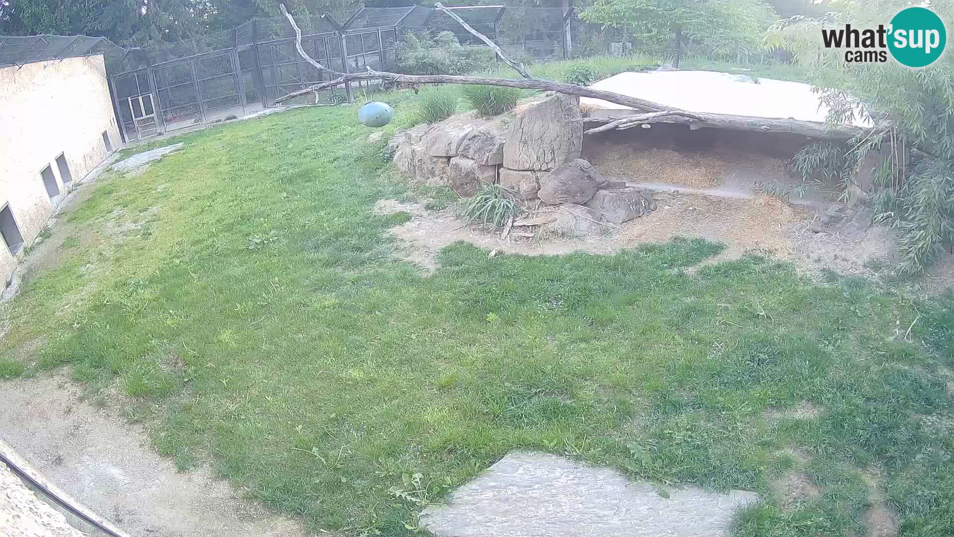 Löwe live Webcam im Zoo von Ljubljana – Slowenien