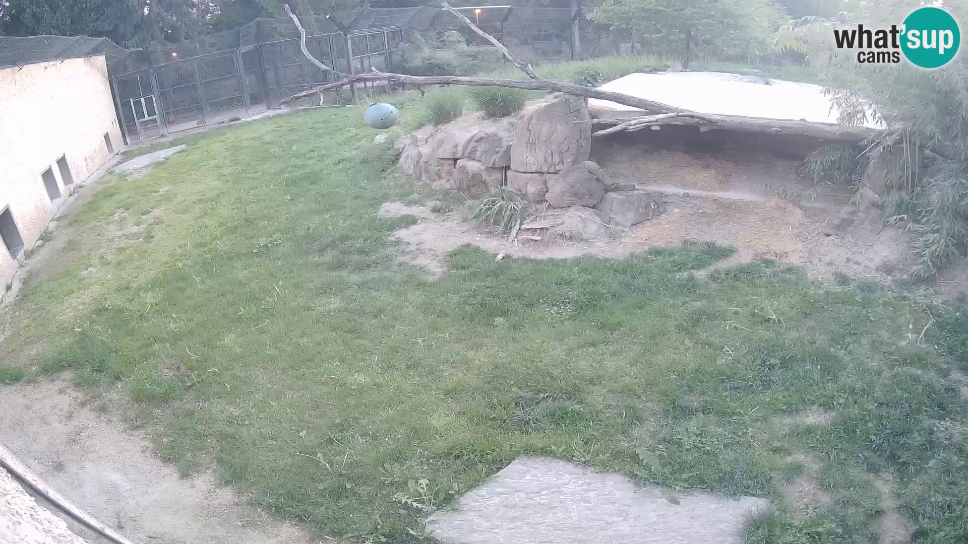 LEVI spletna kamera v živalskem vrtu Ljubljana Zoo