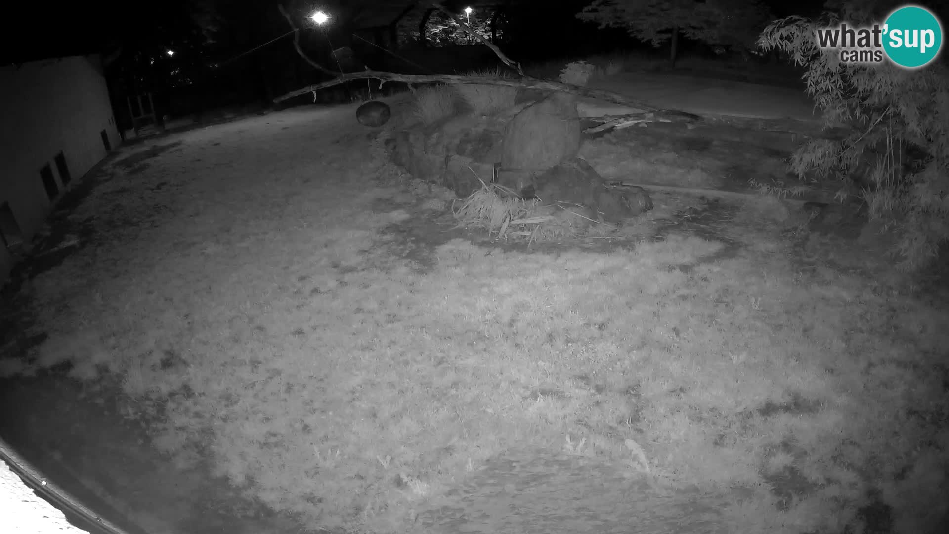 LION live Webcam in Ljubljana Zoo – Slovenia