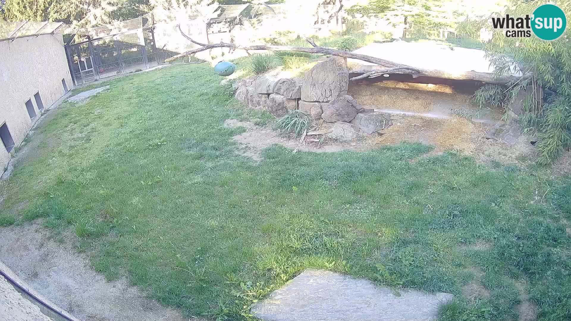 LION webcam en direct du zoo de Ljubljana – Slovénie