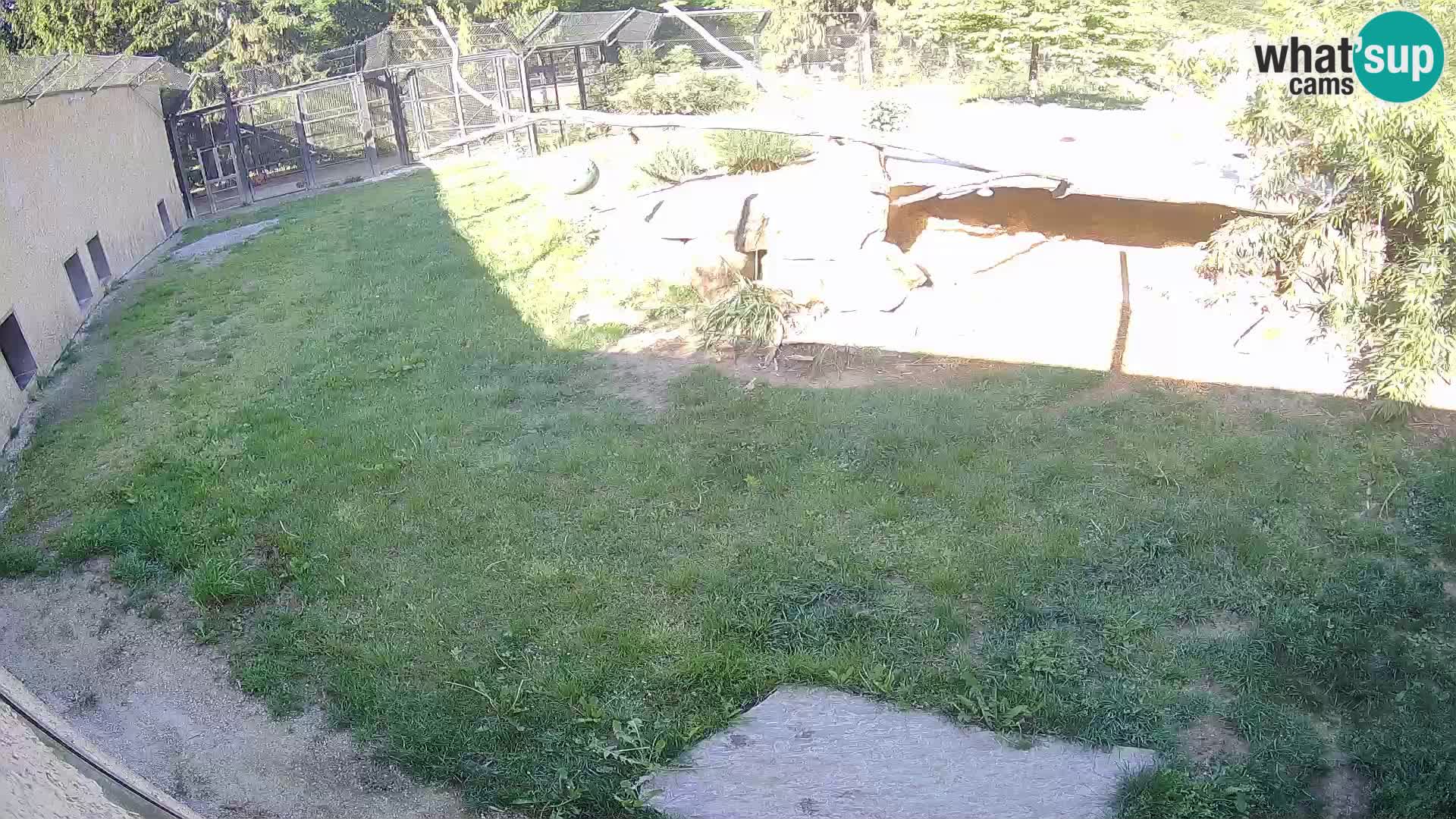 Lavovi web kamera uživo u ljubljanskom zoološkom vrtu – Slovenija