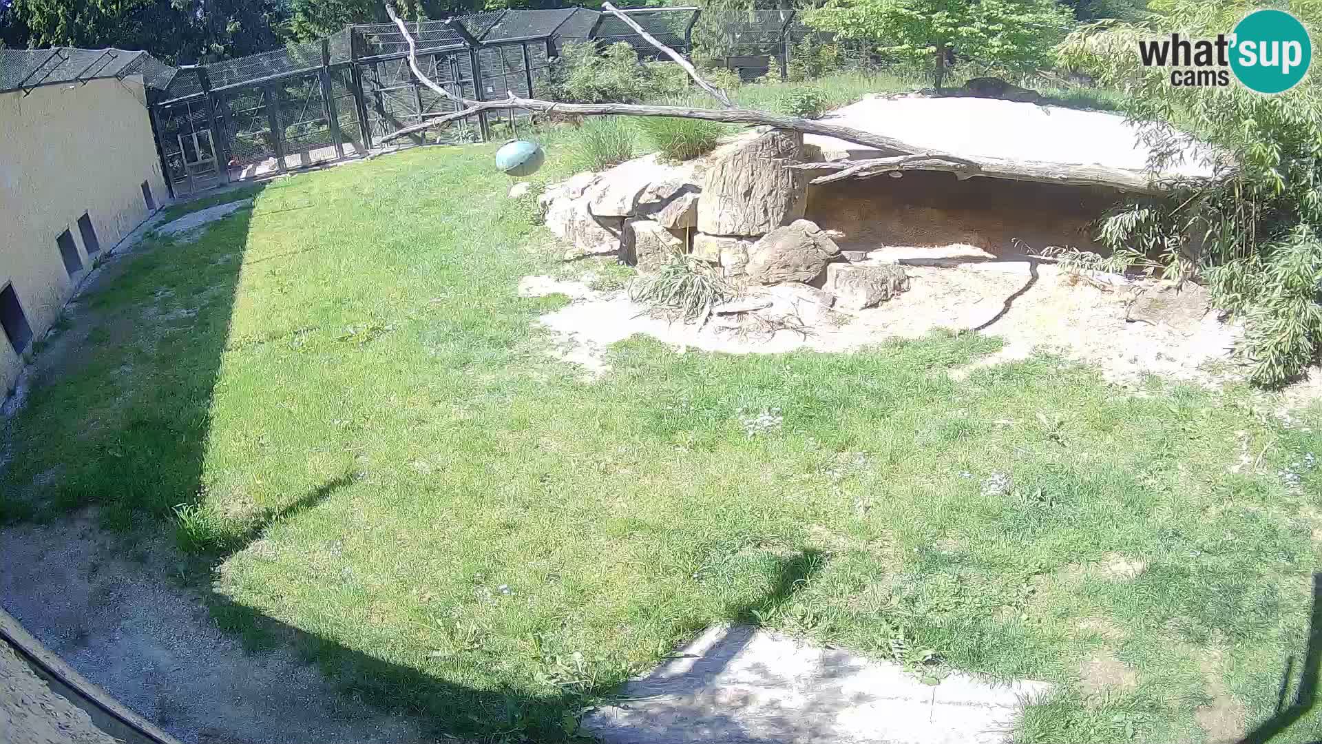 LEONE live Webcam nello zoo di Lubiana – Slovenia