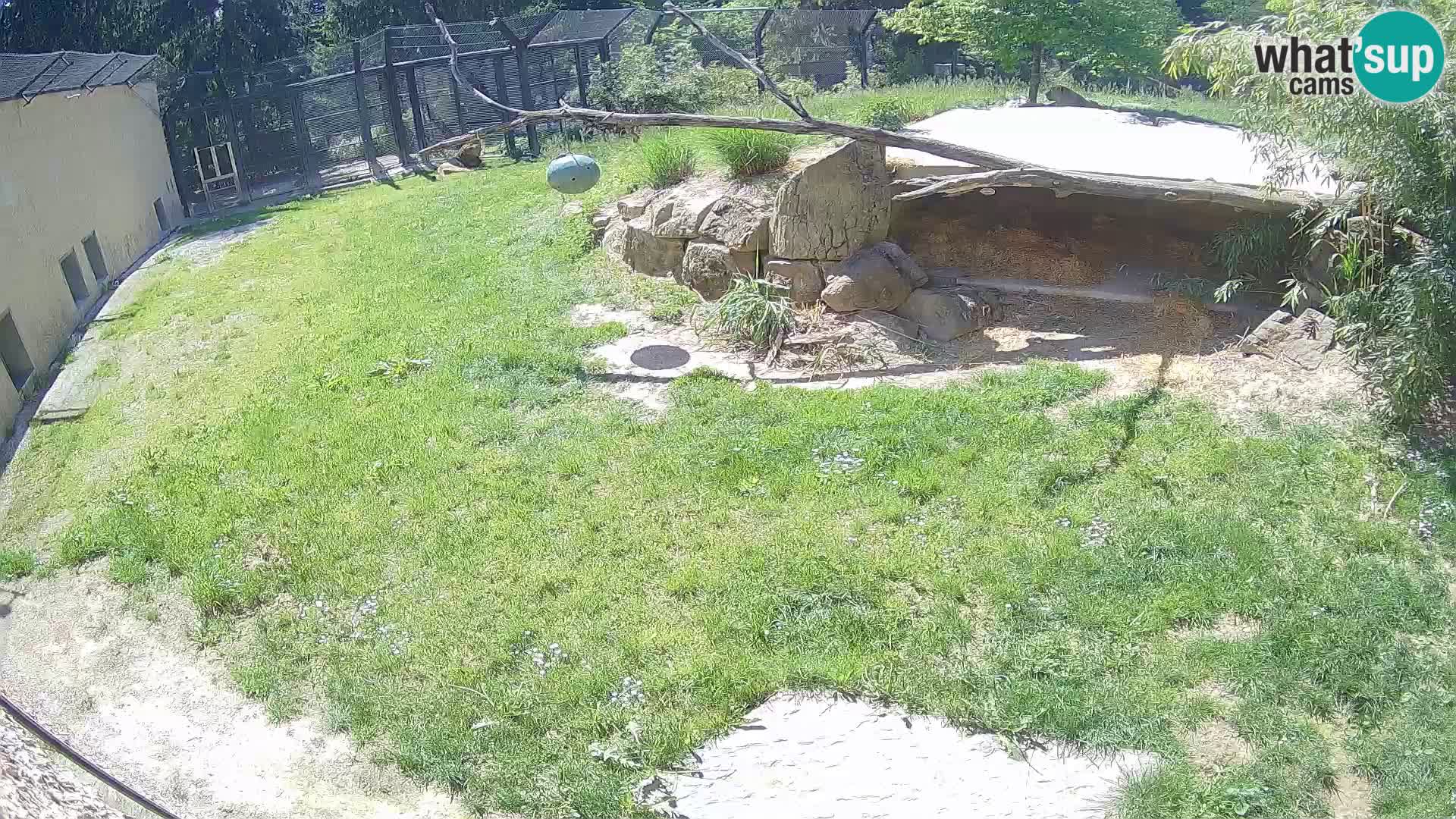 Löwe live Webcam im Zoo von Ljubljana – Slowenien