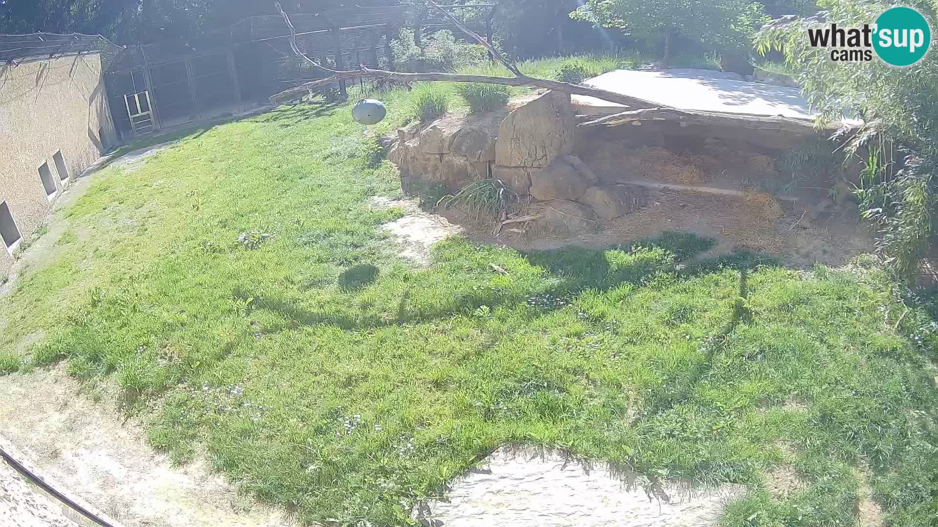LION live Webcam in Ljubljana Zoo – Slovenia