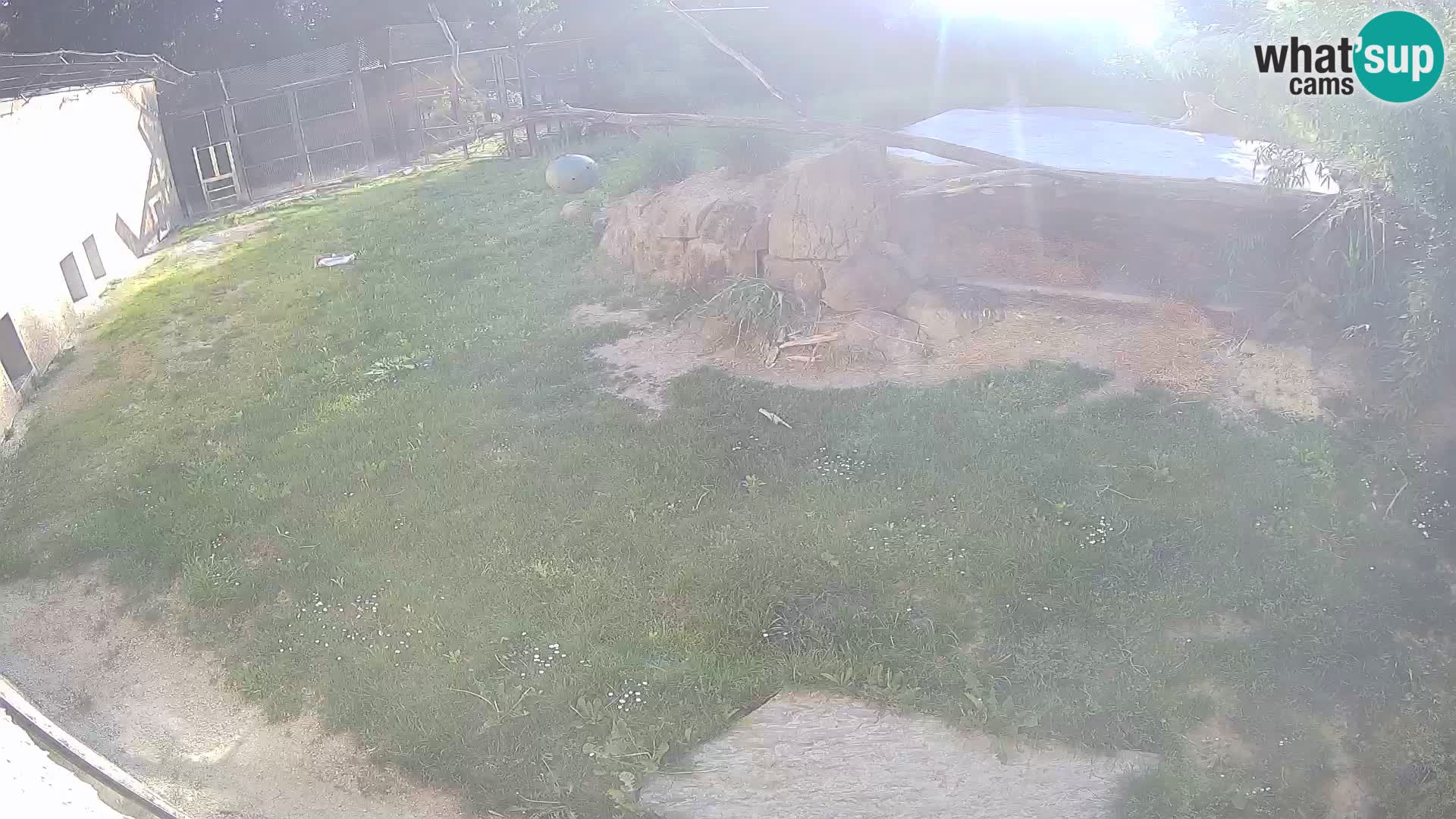 LION live Webcam in Ljubljana Zoo – Slovenia